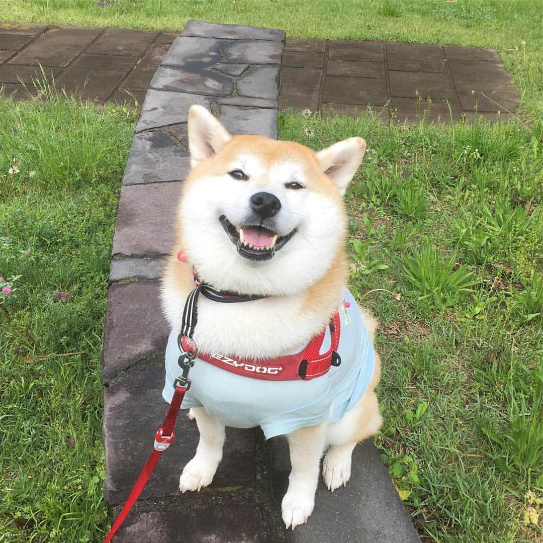 てんパパさんのインスタグラム写真 - (てんパパInstagram)「雨上がり、朝んぽ。 鼻の頭に水滴付けて歩いた。 田んぼには苗代ができてた。ここでは古代米を育ててるんだね。 #朝んぽ #雨上がり #田んぼ巡視 #成功率0パーセントハンター」5月2日 8時16分 - tenchan.shiba