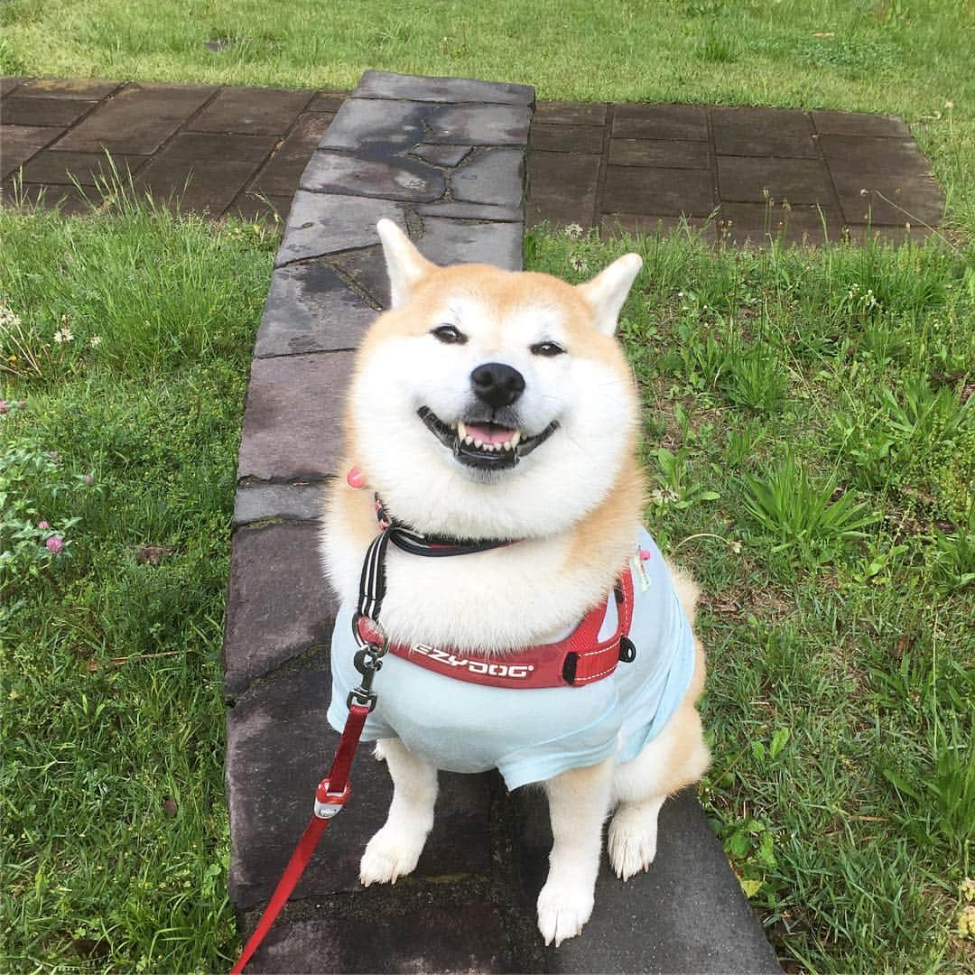 てんパパさんのインスタグラム写真 - (てんパパInstagram)「雨上がり、朝んぽ。 鼻の頭に水滴付けて歩いた。 田んぼには苗代ができてた。ここでは古代米を育ててるんだね。 #朝んぽ #雨上がり #田んぼ巡視 #成功率0パーセントハンター」5月2日 8時16分 - tenchan.shiba