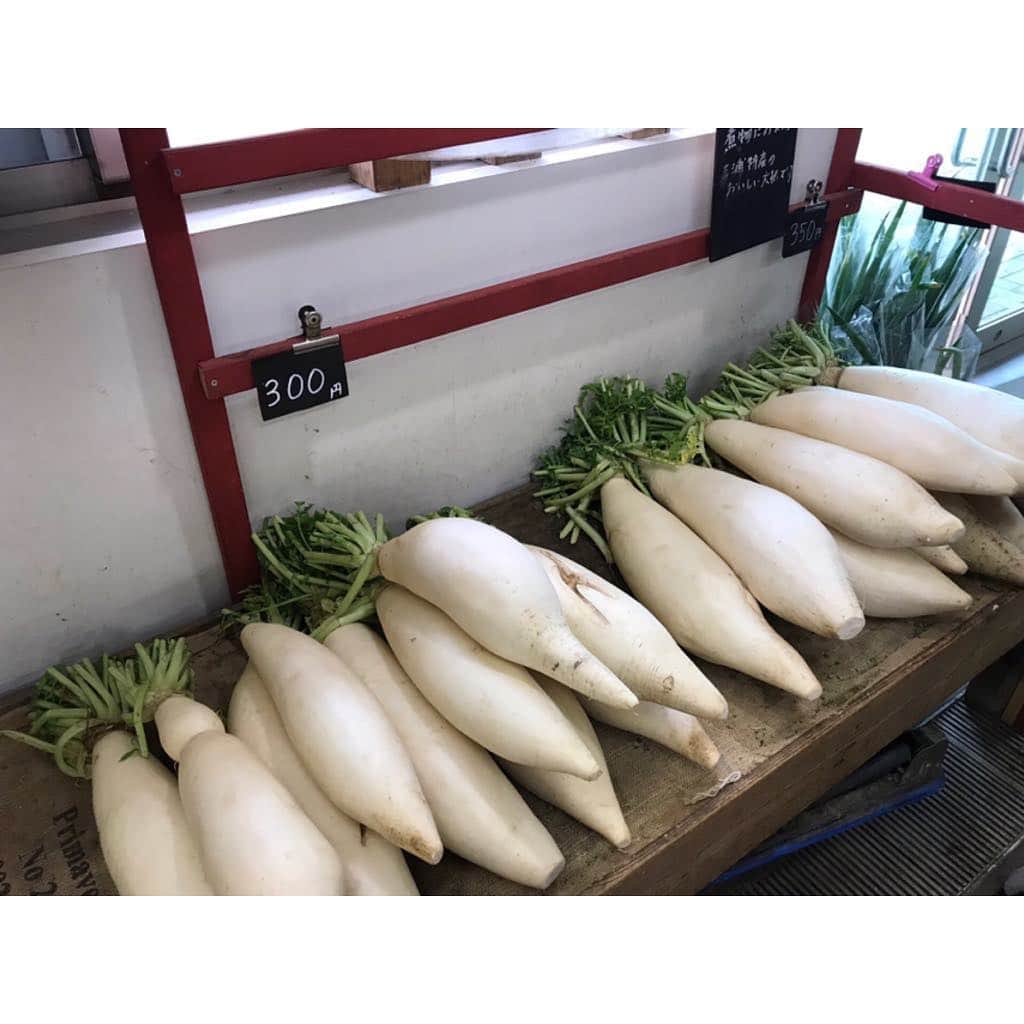 寺島咲のインスタグラム：「三浦大根！#野菜#神奈川#大根」
