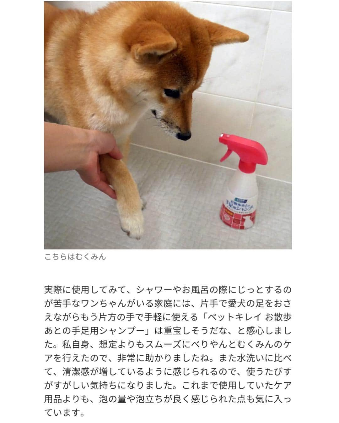 shibainu berryさんのインスタグラム写真 - (shibainu berryInstagram)「Berry and Mukumin wash a foot in a shower after a walk🐻🦊🚿But, Mukumin is weak in water in particular🤣 LIONから散歩あとの手足シャンプーが出て使ってみたよ❗️ 散歩後は毎回お風呂場でシャワーしてるべりむくとしてはこれは手軽に清潔に洗えていいね😆👏 とか言ってむくみんの水嫌いが相変わらずヤバくて動画どころじゃない🤣わちゃわちゃしてるところしか撮れず🤣 ・ 👵「いらっしゃ〜い！べりちゃんいらっしゃ〜い！来たぞ来たぞ！待ってたほーい！」(←ほーい？) とにかく明るいばあばです🤣❤️ #ライオン商事 #❤️迷子犬の掲示板応援団 @maigo_dog  #❤️迷子犬の掲示板四国応援 @maigo_dog_shikoku #めざせ迷子犬ゼロ👌 #柴犬 #べりやん #べりむく #多頭飼い #berry #shiba #shibainu  #shibainumania #ぷにっと部 #口角キュキュッと部  #チーム俺様 →部員絶賛募集中 #shiba_snap #proudshibas #west_dog_japan #サンデイ #instagramjapan #ふわもこ部 #pecoいぬ部 #pecotv #buzzfeedanimals #dogsofinstagram #dogsofinstaworld #dogs_of_instagram #9gag」5月2日 8時36分 - shibainu.berry