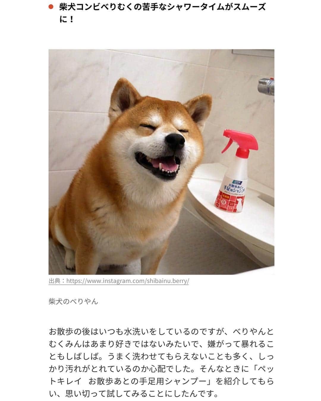 shibainu berryさんのインスタグラム写真 - (shibainu berryInstagram)「Berry and Mukumin wash a foot in a shower after a walk🐻🦊🚿But, Mukumin is weak in water in particular🤣 LIONから散歩あとの手足シャンプーが出て使ってみたよ❗️ 散歩後は毎回お風呂場でシャワーしてるべりむくとしてはこれは手軽に清潔に洗えていいね😆👏 とか言ってむくみんの水嫌いが相変わらずヤバくて動画どころじゃない🤣わちゃわちゃしてるところしか撮れず🤣 ・ 👵「いらっしゃ〜い！べりちゃんいらっしゃ〜い！来たぞ来たぞ！待ってたほーい！」(←ほーい？) とにかく明るいばあばです🤣❤️ #ライオン商事 #❤️迷子犬の掲示板応援団 @maigo_dog  #❤️迷子犬の掲示板四国応援 @maigo_dog_shikoku #めざせ迷子犬ゼロ👌 #柴犬 #べりやん #べりむく #多頭飼い #berry #shiba #shibainu  #shibainumania #ぷにっと部 #口角キュキュッと部  #チーム俺様 →部員絶賛募集中 #shiba_snap #proudshibas #west_dog_japan #サンデイ #instagramjapan #ふわもこ部 #pecoいぬ部 #pecotv #buzzfeedanimals #dogsofinstagram #dogsofinstaworld #dogs_of_instagram #9gag」5月2日 8時36分 - shibainu.berry