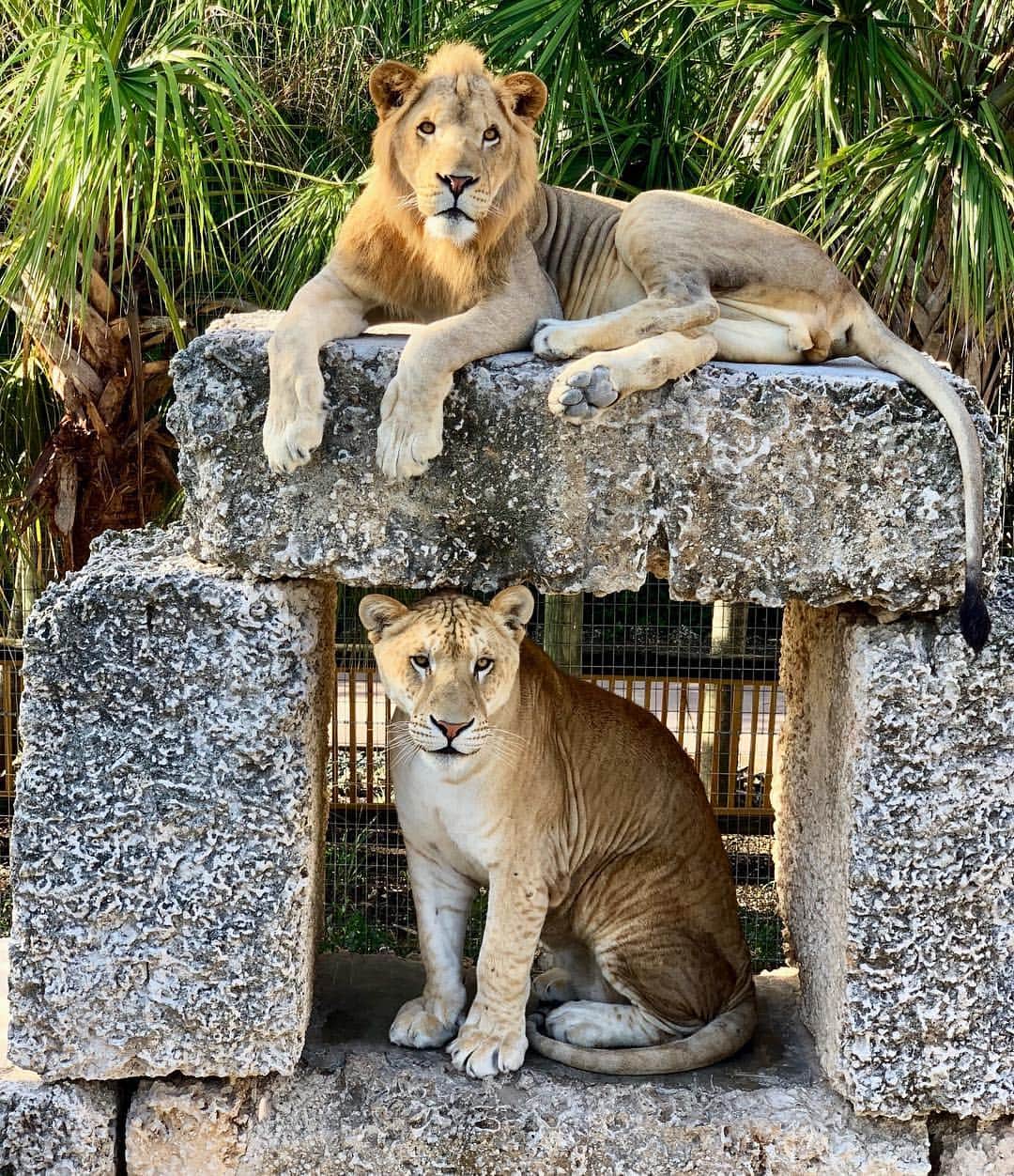 Zoological Wildlife Foundationさんのインスタグラム写真 - (Zoological Wildlife FoundationInstagram)「Zeus and Max are picture perfect youngsters💙🐾 . #lion #liger #zwfmiami #zwf #bigcat」5月2日 8時56分 - zwfmiami