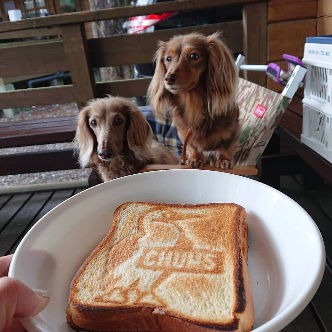 くるみんさんのインスタグラム写真 - (くるみんInstagram)「* 雨上がりの朝 朝食はコーヒー☕とホットサンド🍞 *  #ミニチュアダックスフンド #ミニチュアダックスフント #ミニチュアダックス #イザベラタン #イザベラ #カニンヘンダックスフント #カニンヘンダックス #カニンヘン #カニンヘンダックスフンド #チョコタンダックス #チョコタン #ダックスフント #ダックス #ダックスフンド #ダックス多頭飼い #pica富士吉田 #コテージ #薪ストーブ #いぬばか部 #いぬすたぐらむ #短足部 #dachshund #dogstagram #east_dog_japan #instagramdog #instadachs #kyounodachs #kyounowanko #todayswanko #7pets_1day」5月2日 9時05分 - michirumugiazu