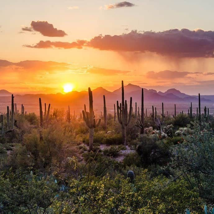 アメリカ内務省さんのインスタグラム写真 - (アメリカ内務省Instagram)「There’s just something dramatic about a desert #sunset. Photographer Amy Hill saw this one unfold at #Saguaro #NationalPark in #Arizona. “The sunset began while I was driving along the Bajada Loop and I couldn’t see the horizon yet, but knew from the colors of the shadows how beautiful it must be. I pulled into the Signal Hill picnic area and glimpsed this full view, saguaros silhouetted against orange and purple. The lighting changed within minutes and I’m grateful to have captured this fleeting moment.” Photo @SaguaroNPS courtesy of Amy Hill (@amaniah). #travel #FindYourPark #usinterior」5月2日 9時08分 - usinterior