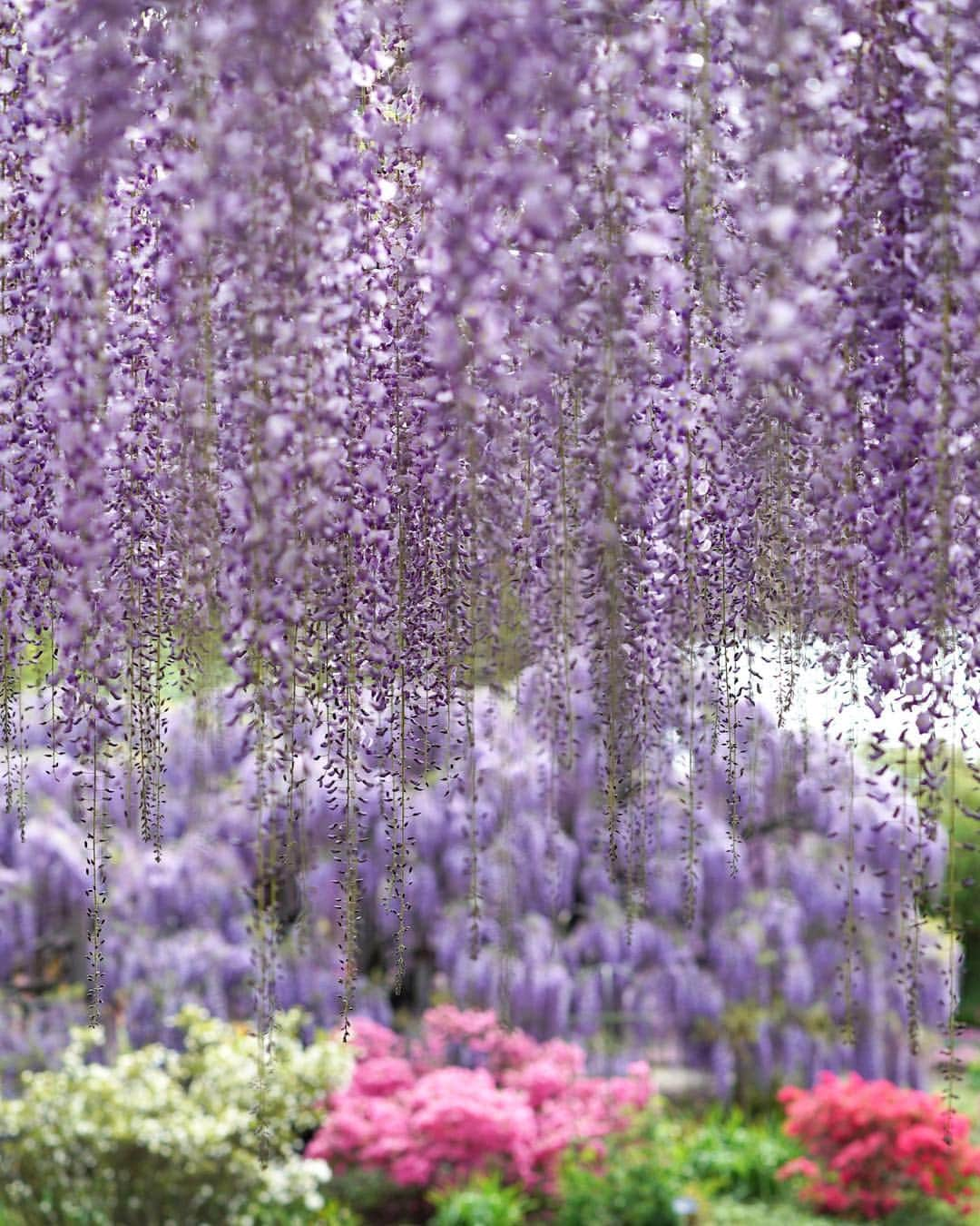 masayaさんのインスタグラム写真 - (masayaInstagram)「Ashikaga Flower Park  #あしかがフラワーパーク #藤 #wisteria #flowers #ashikagaflowerpark」5月2日 9時31分 - moonlightice