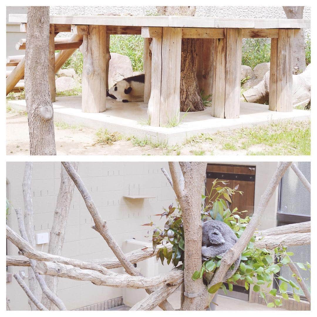 SHOGさんのインスタグラム写真 - (SHOGInstagram)「平成最後の動物園☺︎ ライオンさん、カンガルーさん パンダさん、コアラさん、オットセイ‥ みんな寝すぎー GWだししょうがないか。 また来るね☺︎ * #たれまゆちゃん #王子動物園 #男の子#3歳#7月生まれ」5月2日 9時42分 - shogphoto