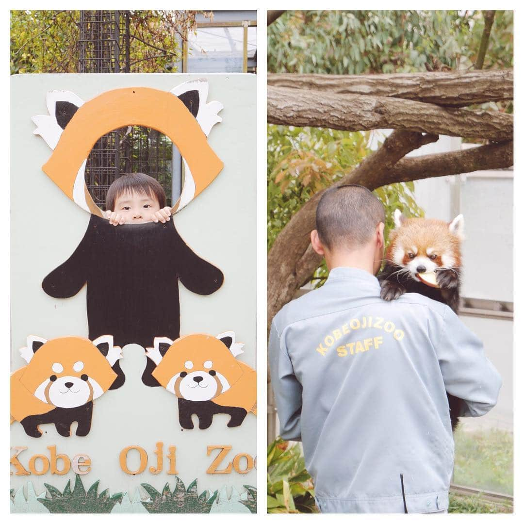 SHOGさんのインスタグラム写真 - (SHOGInstagram)「平成最後の動物園☺︎ ライオンさん、カンガルーさん パンダさん、コアラさん、オットセイ‥ みんな寝すぎー GWだししょうがないか。 また来るね☺︎ * #たれまゆちゃん #王子動物園 #男の子#3歳#7月生まれ」5月2日 9時42分 - shogphoto