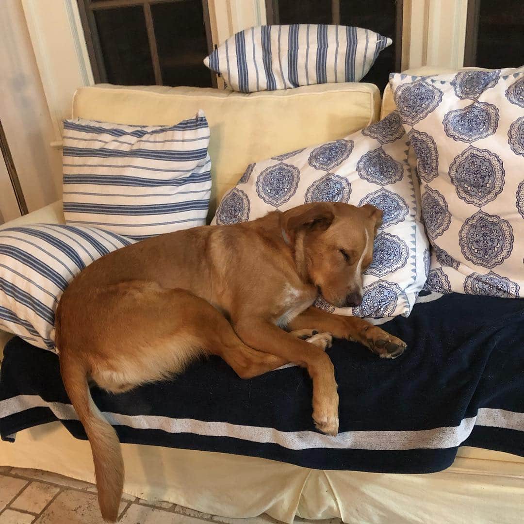 ボビー・ブラウンのインスタグラム：「That’s exactly how I feel #summer #granddog」
