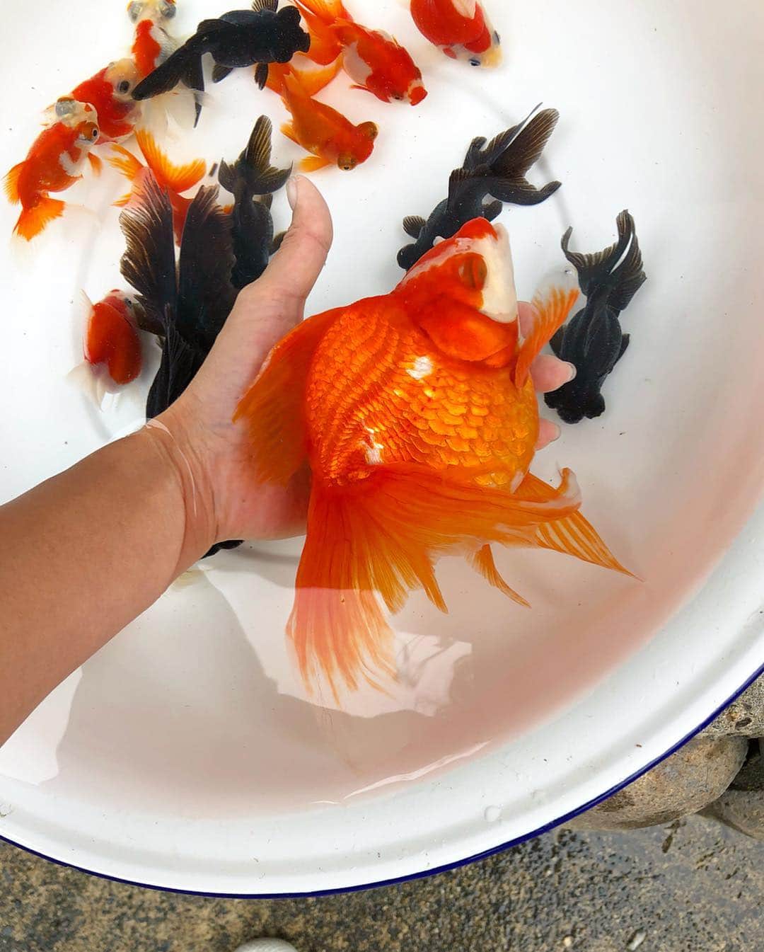 阪本智子さんのインスタグラム写真 - (阪本智子Instagram)「❣️♡ #平成最後の魚 日本最大の金魚の生産地 弥富で❤ 知り合いのお家にお邪魔して、 金魚すくいを楽しんできましました🤗✨✨ #金魚すくい #昔は苦手だったのに #釣りガールになってから急に上達 #1つのポイで100匹GET #魚の気持ちわかるよ😘 #最後の苦手な方ごめんね🐸 ＊ #goldfish #goldfishscooping #demekin #frog #socute #aichi #yatomi #魚 #金魚 #デメキン #カエル #愛知 #弥富 #楽しかった #阪本智子」5月2日 9時37分 - tomoko_sakamoto423