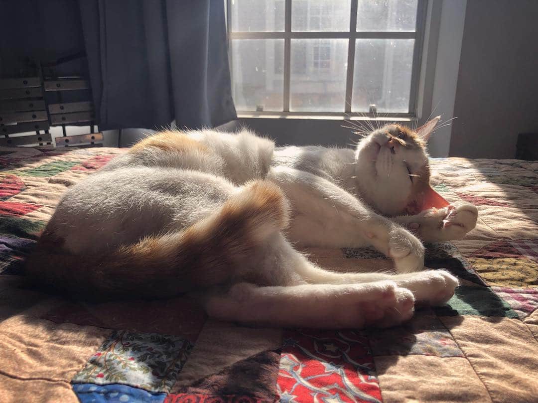 Richard Kittyさんのインスタグラム写真 - (Richard KittyInstagram)「Like clockwork, he’s napping here on the guest bed at 5pm every day 😻」5月2日 9時49分 - richard_kitty