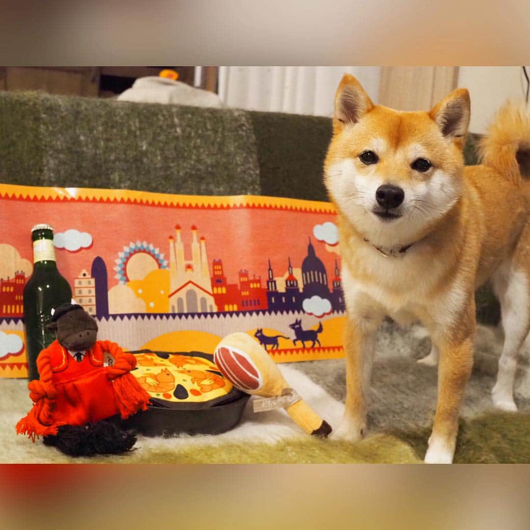 豆柴にこちゃんさんのインスタグラム写真 - (豆柴にこちゃんInstagram)「🐶🇪🇸 おはよー 鈍器のようなものを握りしめる バイオレンスにこ。 . かと思いきこれは生ハム🍗 #pecobox のテーマがスペイン✨ . パエリア🥘や闘牛士🐂の おもちゃもあったよー . にこの食い付きがよくて 楽しそうに遊ぶから お散歩できないにこの運動不足解消 になってるよ✨ . @pecobox_official . #柴犬#豆柴#pecoいぬ部#犬#わんこ#犬#ここ柴部#shibainu#dog#mameshiba#pecotv#dog#いぬのきもち部#しばいぬ#しばけん#こいぬ#シバイヌ#いぬ#イヌ#赤柴#マメシバ#ペット#日本犬#子犬#puppy#doggo#pet」5月2日 9時47分 - nikochan.mame48