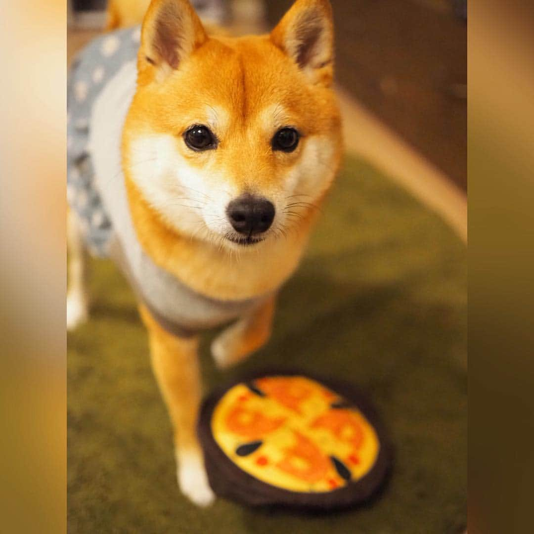 豆柴にこちゃんさんのインスタグラム写真 - (豆柴にこちゃんInstagram)「🐶🇪🇸 おはよー 鈍器のようなものを握りしめる バイオレンスにこ。 . かと思いきこれは生ハム🍗 #pecobox のテーマがスペイン✨ . パエリア🥘や闘牛士🐂の おもちゃもあったよー . にこの食い付きがよくて 楽しそうに遊ぶから お散歩できないにこの運動不足解消 になってるよ✨ . @pecobox_official . #柴犬#豆柴#pecoいぬ部#犬#わんこ#犬#ここ柴部#shibainu#dog#mameshiba#pecotv#dog#いぬのきもち部#しばいぬ#しばけん#こいぬ#シバイヌ#いぬ#イヌ#赤柴#マメシバ#ペット#日本犬#子犬#puppy#doggo#pet」5月2日 9時47分 - nikochan.mame48