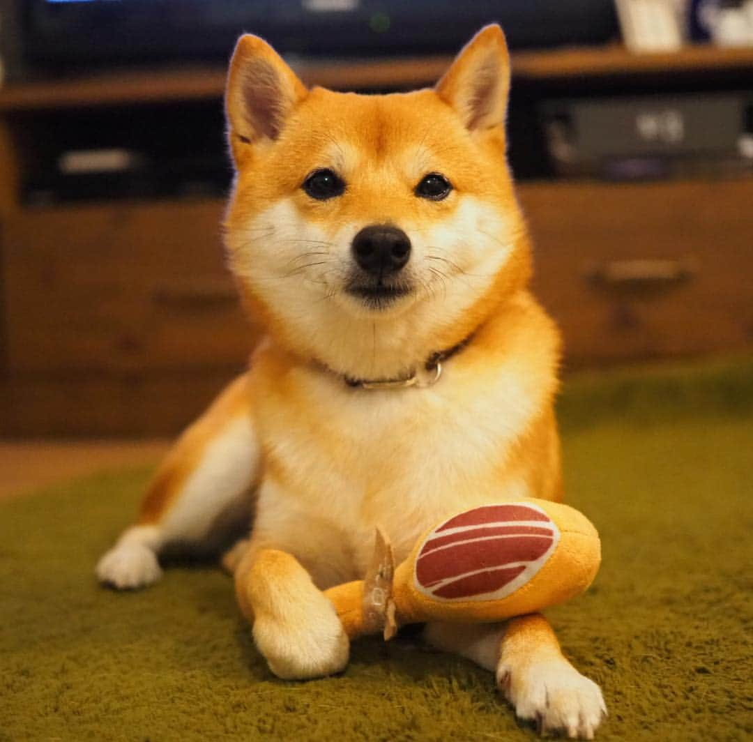 豆柴にこちゃんさんのインスタグラム写真 - (豆柴にこちゃんInstagram)「🐶🇪🇸 おはよー 鈍器のようなものを握りしめる バイオレンスにこ。 . かと思いきこれは生ハム🍗 #pecobox のテーマがスペイン✨ . パエリア🥘や闘牛士🐂の おもちゃもあったよー . にこの食い付きがよくて 楽しそうに遊ぶから お散歩できないにこの運動不足解消 になってるよ✨ . @pecobox_official . #柴犬#豆柴#pecoいぬ部#犬#わんこ#犬#ここ柴部#shibainu#dog#mameshiba#pecotv#dog#いぬのきもち部#しばいぬ#しばけん#こいぬ#シバイヌ#いぬ#イヌ#赤柴#マメシバ#ペット#日本犬#子犬#puppy#doggo#pet」5月2日 9時47分 - nikochan.mame48