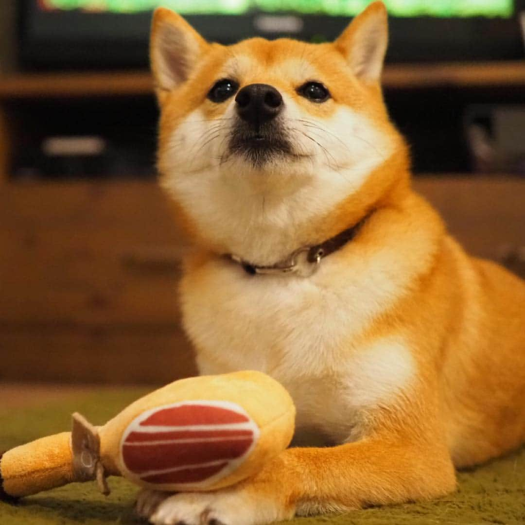 豆柴にこちゃんさんのインスタグラム写真 - (豆柴にこちゃんInstagram)「🐶🇪🇸 おはよー 鈍器のようなものを握りしめる バイオレンスにこ。 . かと思いきこれは生ハム🍗 #pecobox のテーマがスペイン✨ . パエリア🥘や闘牛士🐂の おもちゃもあったよー . にこの食い付きがよくて 楽しそうに遊ぶから お散歩できないにこの運動不足解消 になってるよ✨ . @pecobox_official . #柴犬#豆柴#pecoいぬ部#犬#わんこ#犬#ここ柴部#shibainu#dog#mameshiba#pecotv#dog#いぬのきもち部#しばいぬ#しばけん#こいぬ#シバイヌ#いぬ#イヌ#赤柴#マメシバ#ペット#日本犬#子犬#puppy#doggo#pet」5月2日 9時47分 - nikochan.mame48