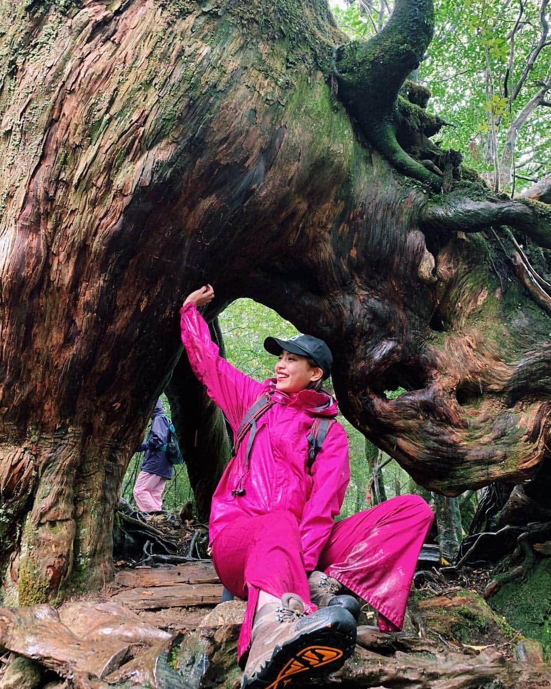 平アスカさんのインスタグラム写真 - (平アスカInstagram)「. 苔むす森までのトレッキングで見れる、#くぐり杉 根が四方に分かれていてくぐれるようになってるの‼️🌳屋久島でよく見られる倒木更新による代替わりと先代が朽ち果てて、根の空洞が出来るんだって😆🌿 あとは、周囲が8.3mで縄文杉の半分くらいの七本杉。樹齢1800年はすごいよね☺️いくつか沢があったり、自然の音も楽しんだよ‼️ ここは往復3時間くらいで屋久島初めての人にはちょうどいいくらいだよ！ #エコツアー #屋久島 #白谷雲水峡 #苔むす森 #トレッキング #もののけ姫の森 #屋久杉 #苔」5月2日 10時24分 - asucataira