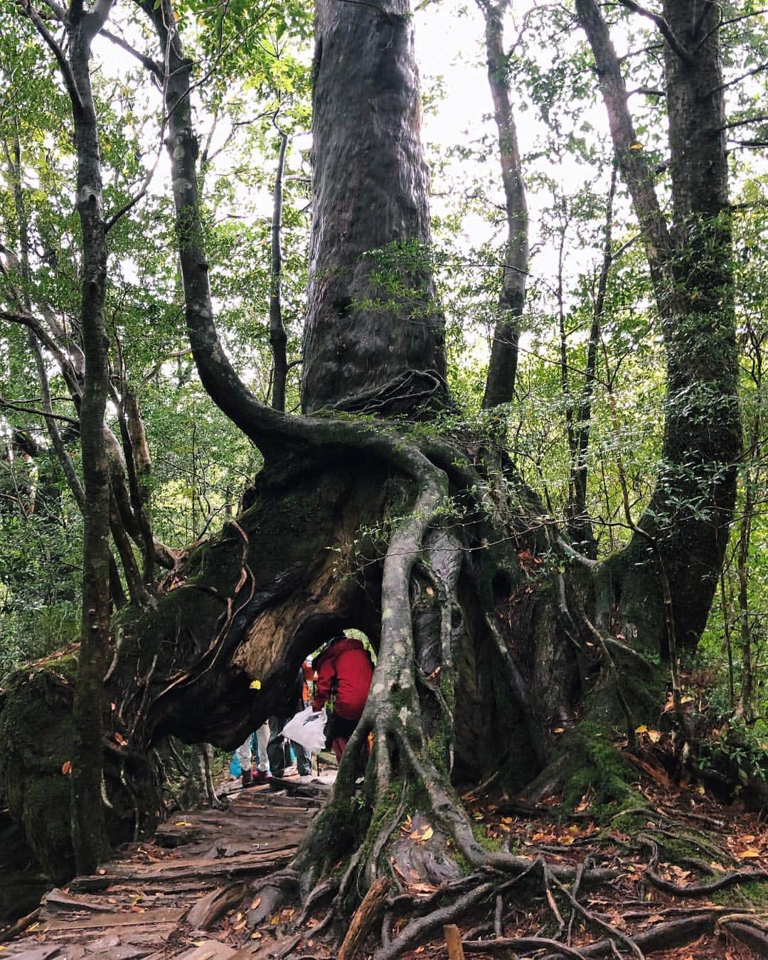 平アスカさんのインスタグラム写真 - (平アスカInstagram)「. 苔むす森までのトレッキングで見れる、#くぐり杉 根が四方に分かれていてくぐれるようになってるの‼️🌳屋久島でよく見られる倒木更新による代替わりと先代が朽ち果てて、根の空洞が出来るんだって😆🌿 あとは、周囲が8.3mで縄文杉の半分くらいの七本杉。樹齢1800年はすごいよね☺️いくつか沢があったり、自然の音も楽しんだよ‼️ ここは往復3時間くらいで屋久島初めての人にはちょうどいいくらいだよ！ #エコツアー #屋久島 #白谷雲水峡 #苔むす森 #トレッキング #もののけ姫の森 #屋久杉 #苔」5月2日 10時24分 - asucataira