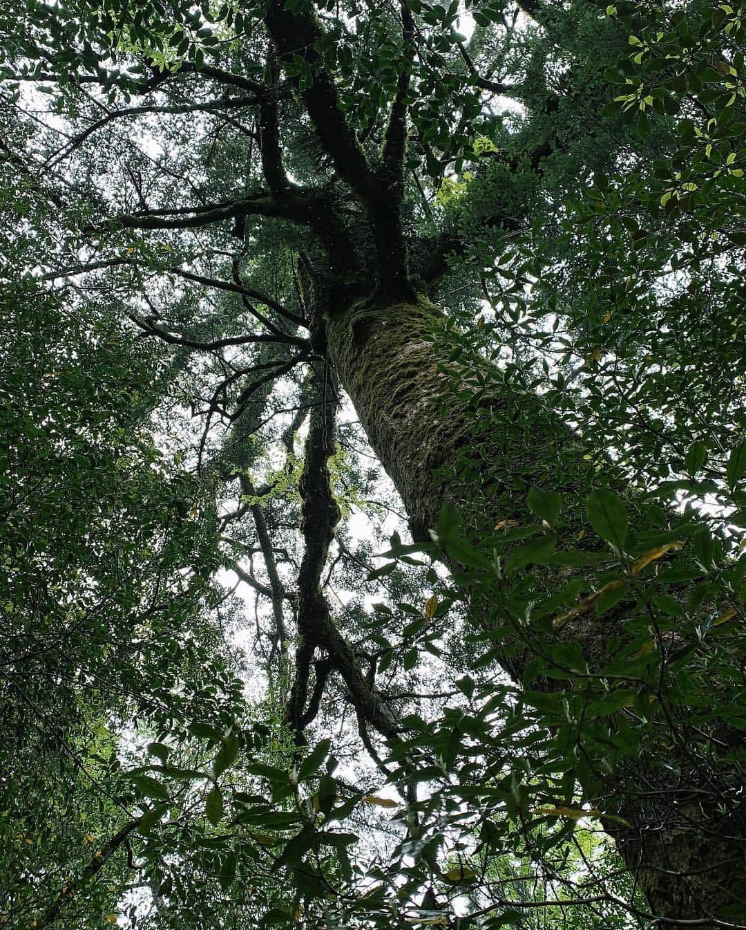 平アスカさんのインスタグラム写真 - (平アスカInstagram)「. 苔むす森までのトレッキングで見れる、#くぐり杉 根が四方に分かれていてくぐれるようになってるの‼️🌳屋久島でよく見られる倒木更新による代替わりと先代が朽ち果てて、根の空洞が出来るんだって😆🌿 あとは、周囲が8.3mで縄文杉の半分くらいの七本杉。樹齢1800年はすごいよね☺️いくつか沢があったり、自然の音も楽しんだよ‼️ ここは往復3時間くらいで屋久島初めての人にはちょうどいいくらいだよ！ #エコツアー #屋久島 #白谷雲水峡 #苔むす森 #トレッキング #もののけ姫の森 #屋久杉 #苔」5月2日 10時24分 - asucataira
