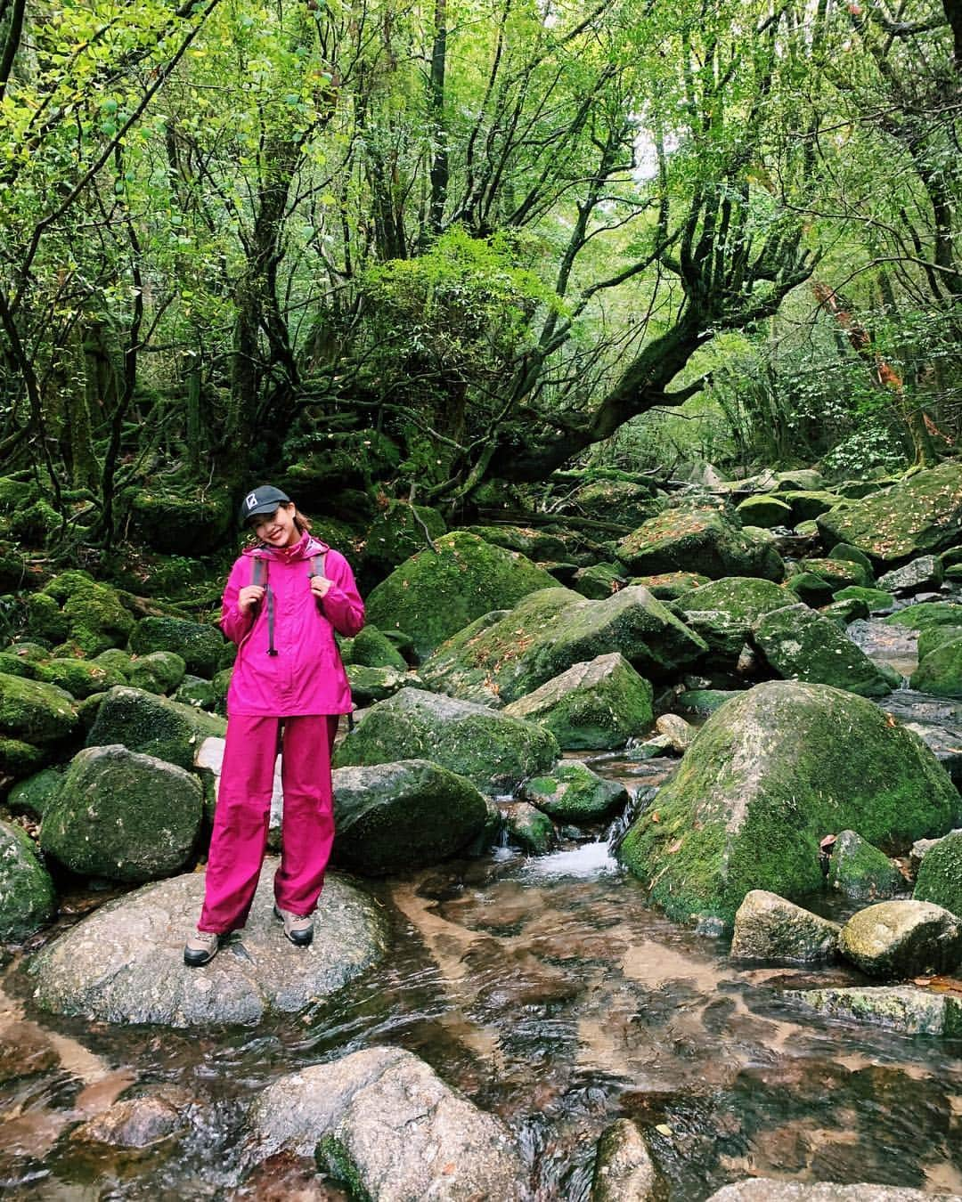 平アスカさんのインスタグラム写真 - (平アスカInstagram)「. 苔むす森までのトレッキングで見れる、#くぐり杉 根が四方に分かれていてくぐれるようになってるの‼️🌳屋久島でよく見られる倒木更新による代替わりと先代が朽ち果てて、根の空洞が出来るんだって😆🌿 あとは、周囲が8.3mで縄文杉の半分くらいの七本杉。樹齢1800年はすごいよね☺️いくつか沢があったり、自然の音も楽しんだよ‼️ ここは往復3時間くらいで屋久島初めての人にはちょうどいいくらいだよ！ #エコツアー #屋久島 #白谷雲水峡 #苔むす森 #トレッキング #もののけ姫の森 #屋久杉 #苔」5月2日 10時24分 - asucataira