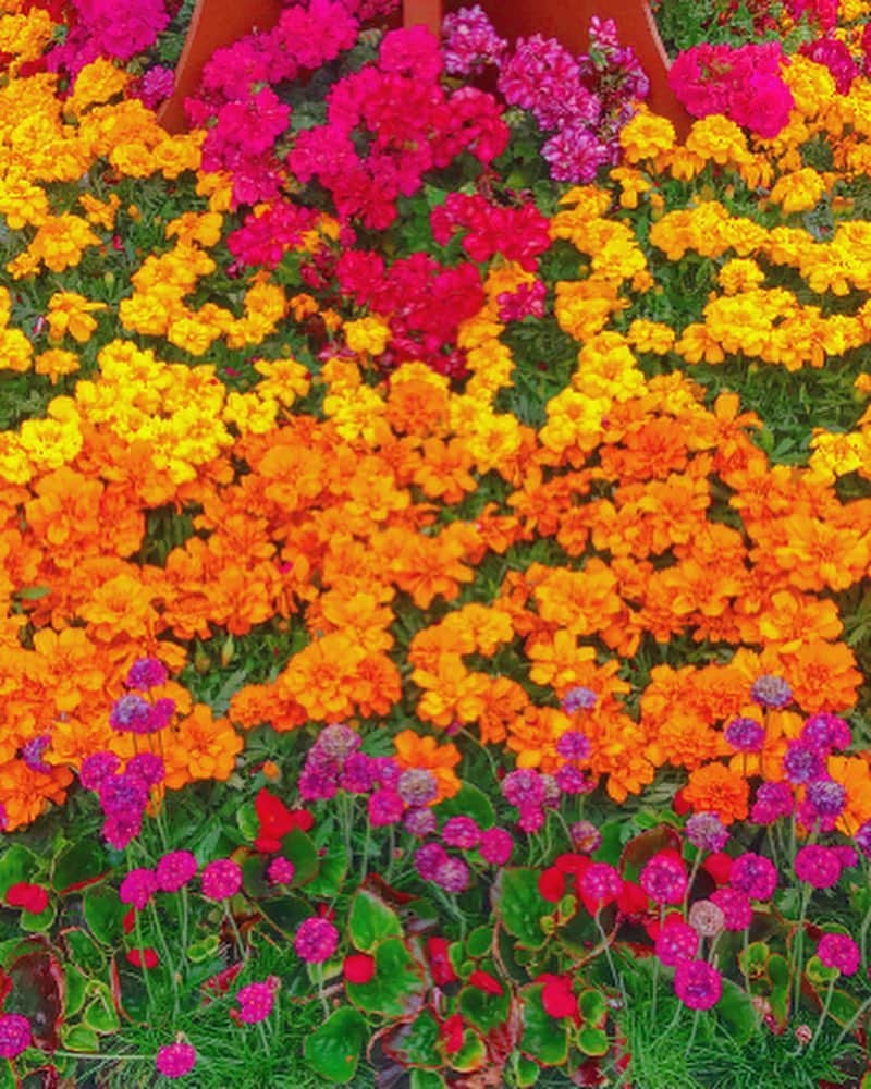 神崎れなさんのインスタグラム写真 - (神崎れなInstagram)「この季節はたくさんのお花を見に行こうと思います🙏🏻💐🌷🌈🌞✨ そろそろ花粉から解き放たれるので💓✨✨✨✨ ㊗️花粉 卒業 2019エディション🎉✨ いぇえぇぇぇぇぇぇぇぇぇい！！！！！！フゥッ！！！！ #花#Flower#カラフル#colorful#art#phot#花粉#さよなら#ふふふぉーい」5月2日 10時34分 - kanzakimon