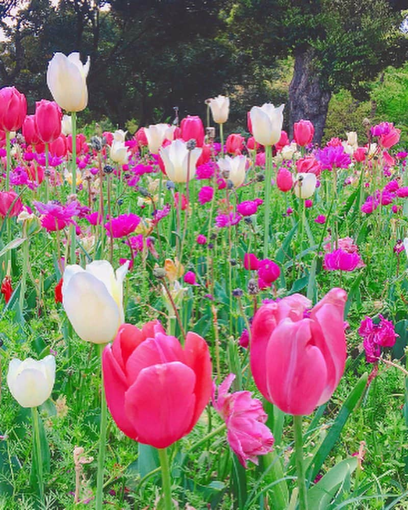 神崎れなさんのインスタグラム写真 - (神崎れなInstagram)「この季節はたくさんのお花を見に行こうと思います🙏🏻💐🌷🌈🌞✨ そろそろ花粉から解き放たれるので💓✨✨✨✨ ㊗️花粉 卒業 2019エディション🎉✨ いぇえぇぇぇぇぇぇぇぇぇい！！！！！！フゥッ！！！！ #花#Flower#カラフル#colorful#art#phot#花粉#さよなら#ふふふぉーい」5月2日 10時34分 - kanzakimon