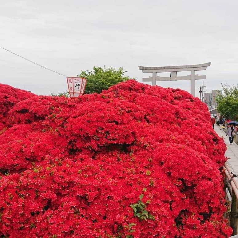 和田益典さんのインスタグラム写真 - (和田益典Instagram)「◆長岡天満宮キリシマツツジ 其之参 . 2019/4/29 スマホ撮影 . てんこ盛りゾーンを一気に。 . . . #わだます寺社巡り #スマホ写真 #霧島躑躅 #キリシマツツジ #きりしまつつじ #躑躅 #ツツジ #つつじ #長岡天満宮 #長岡京市 #京都 #真紅 #深紅 #赤 #紅 #red #deepred #満開 #春 #spring #花 #flowers #flower #flowerstagram #名所 #曇天 #photo #photostagram #photography #smartphone .」5月2日 10時43分 - masunori_wada