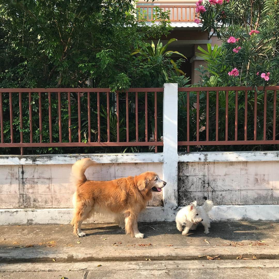 Hoykong&Plamuekのインスタグラム：「Morning walk #hkpm」