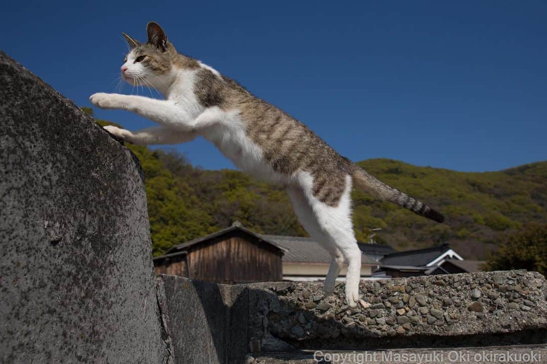 Masayukiさんのインスタグラム写真 - (MasayukiInstagram)「急いでます。  #cat #ねこ」5月2日 10時43分 - okirakuoki