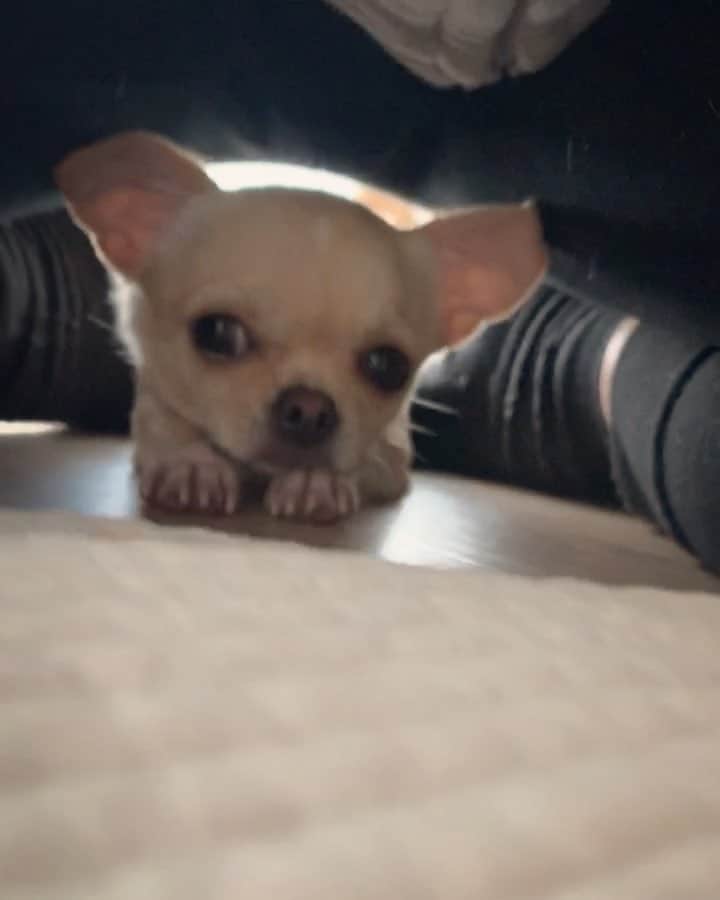 のインスタグラム：「飼い主の、股の間をほふく前進してくぐってくる小晴くんです。 ・ #ヨガやってるといつも #いつもいい負荷をかけてくる 🤣 ・ ・ ・ #chihuahua #chihuahua_feature #chihuahualife #chihuahuafanatics #chihuahuaoftheday #dog #dogoftheday #dogstagram #doglovers #dogs_of_instagram #dogsofinstagram #ilovemydog #doglover #チワワ #犬 #スムースチワワ #スムチー #わんこ #ちわすたぐらむ #いぬすたぐらむ #スムースチワワ部」