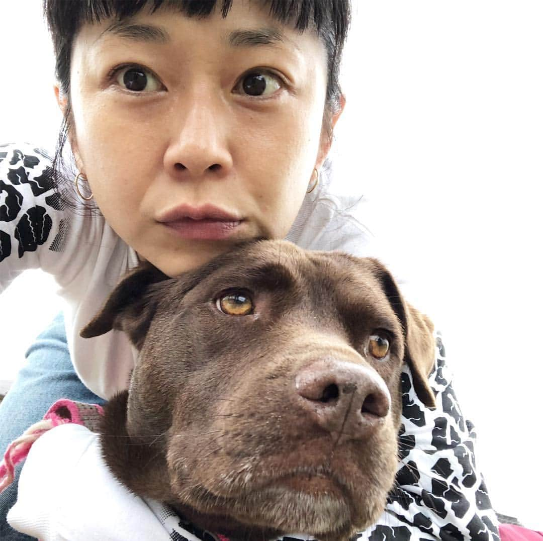 YOPPYさんのインスタグラム写真 - (YOPPYInstagram)「. 犬を飼って思うこと 散歩面倒くさい 特に雨の日なんかはね 病気しても しっかり観察をしないと分かりにくい 病気すると 医療費が高い 色んな場面で注意が必要 それは特に 他人や他犬に  怪我を負わせてしまう可能性があるから  ストレスを解放してあげながら 飼うこと  本当に面倒くさい事多いです が 与えてくれる “  絆 “ それはそれは 本当に凄いもの  飼ってみたけど 飼えないと 判断した場合 それは どうしてなのか 知らないけど 仕方ないと思う だから  楽しい余生を与えてくれる 里親を探してあげるのが一番いいと思う  私は一生動物と戯れてさせて欲しいです。リアルファーの世界でヌクヌク。  #動物愛護」5月2日 11時03分 - yoyoyopico