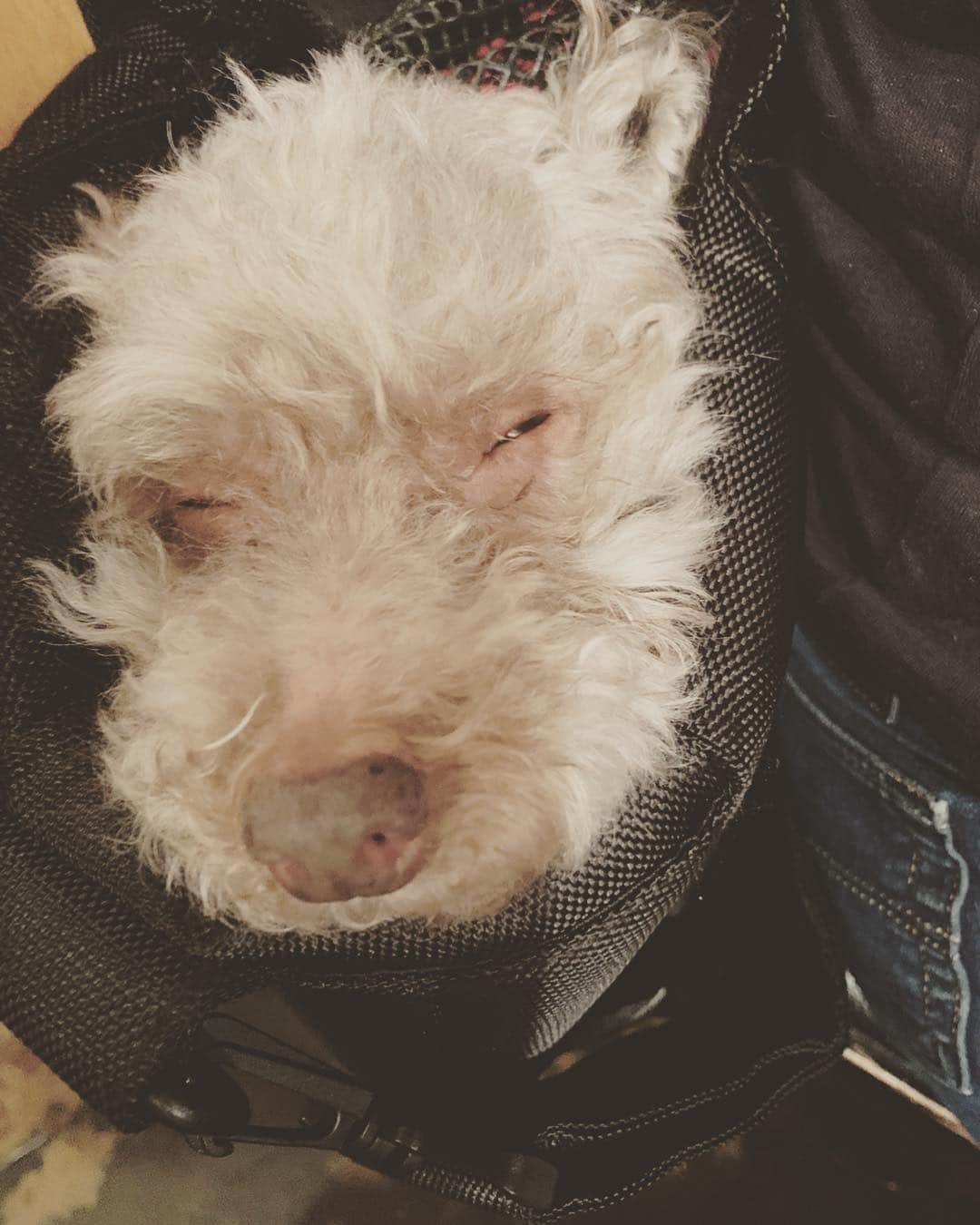 桜花由美さんのインスタグラム写真 - (桜花由美Instagram)「カバンの中に入ってる浜子は大人しくて可愛い♪  今日の歌舞伎町ちゃんは芸人さんの八幡カオルさんが入ります！  私は八幡さんのサポートで20時から24時まで一緒に入りますので、お時間がある方は是非遊びに来て下さい♪  ていうか、来週の私のちゃんすのシフトがヤバイ… 4連勤！ 予定がないから入れるとは言ったけど、4連勤か… 頑張ります！ ‪#wavepro ‬ ‪#女子プロレスラー ‬ ‪#プロレス ‬ ‪#プロレスラー ‬ ‪#女子プロレス‬ ‪#prowrestling‬ ‪#プロレスリングwave‬ ‪#株式会社zabun #歌舞伎町ちゃんす #歌舞伎町女子プロレスバーちゃんす #愛犬 #犬 #犬なしでは生きていけません会  #犬なしでは生きていけない  #犬のいる暮らし  #犬のいる生活  #犬とお出かけ  #トイプードル #トイプードルカフェオレ #トイプードル大好き  #トイプードル部」5月2日 11時26分 - ohkayumi