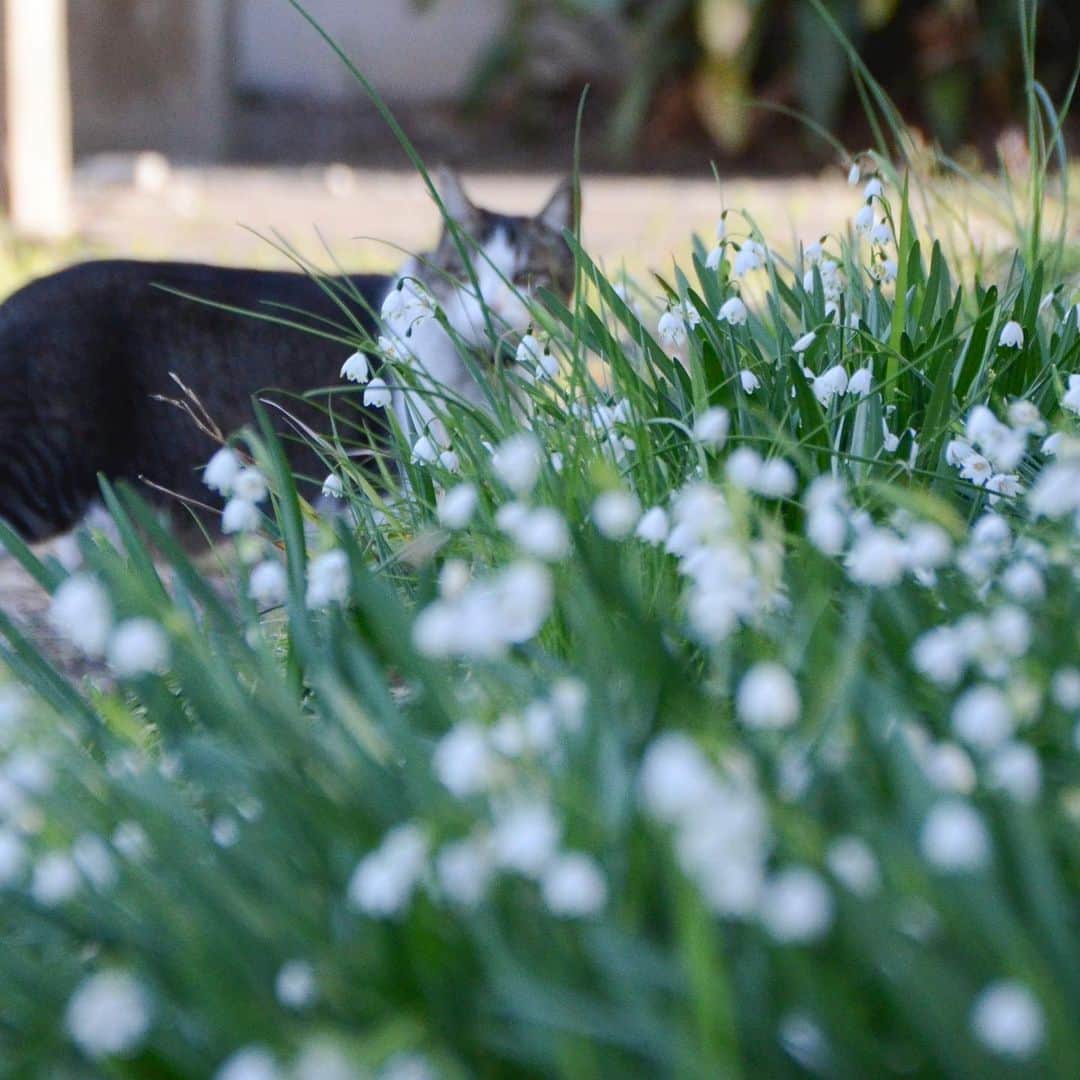 やふさんのインスタグラム写真 - (やふInstagram)「スノーフレークがきれいに咲いたので撮ってたら…やっぱり来たw 花よりあたしを撮りなさい？的な . #cat #neko #catlovers #catsofinstagram #catstagram #instacat #猫 #ねこ #ネコ #保護猫 #のま #のまらー #被災猫」5月2日 11時19分 - kyafy