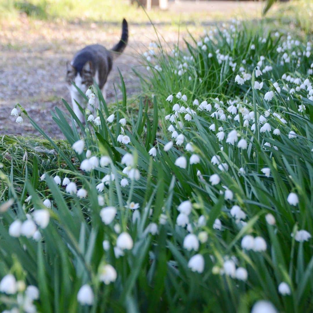 やふさんのインスタグラム写真 - (やふInstagram)「スノーフレークがきれいに咲いたので撮ってたら…やっぱり来たw 花よりあたしを撮りなさい？的な . #cat #neko #catlovers #catsofinstagram #catstagram #instacat #猫 #ねこ #ネコ #保護猫 #のま #のまらー #被災猫」5月2日 11時19分 - kyafy
