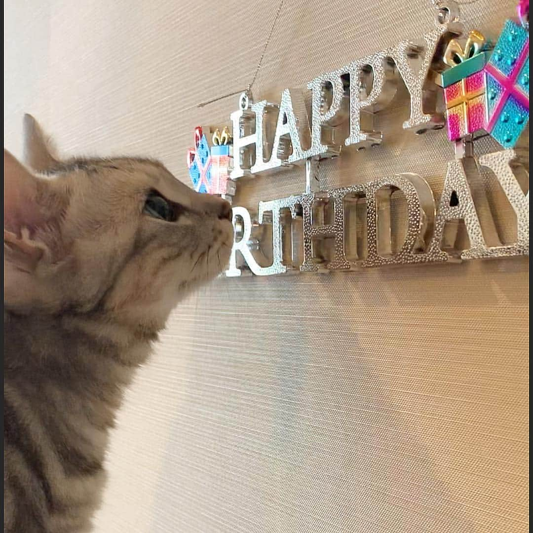 Alain アランさんのインスタグラム写真 - (Alain アランInstagram)「Happy Birthday! I become 5 years old today! 2nd : with carry bag 3rd : I came home for first time when I was 2 months old. * 今日はアランの5歳の誕生日です。 うちの子になってくれてありがとう。 大好き。愛してる。ずっと元気で、一緒にいようね。  2枚目:片付けをしていて、アランがウチに来たときのバッグ👜があったので、一緒に撮りました。 3枚目: 生後2ヶ月。初めてウチに来た瞬間。 * #catstagram #cat_features  #topcatphoto #cutepetclub #catsofinstagram #ig_catclub #cats_of_world #meowsandwoofs #meowvswoof#nc_cuties #excellent_cats #catstocker  #bestmeow #magnificenteowdels#bestcats_oftheworld#INSTACAT_MEOWS #peco #スタペグラム#ペピ友#animalsco#mofmo#igersjp#みんねこ#ふわもこ部#アメショー#ビューティープロコンテスト @beautypro_contest #lovelycatonline#映画ペット2キャンペーン#映画ペット2」5月2日 11時19分 - alain_cat