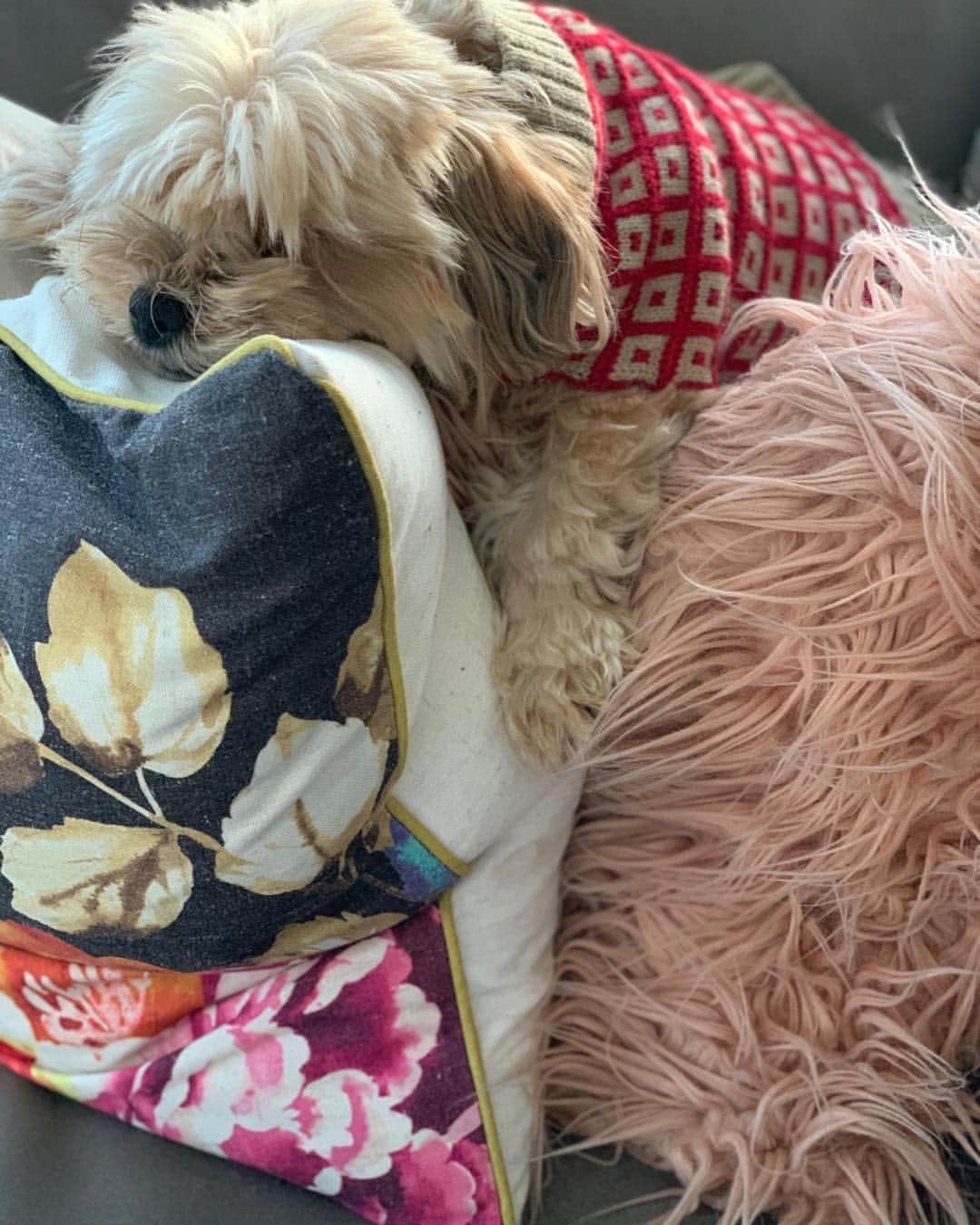 ジョシー・ビセットのインスタグラム：「#pookie! 💕’」
