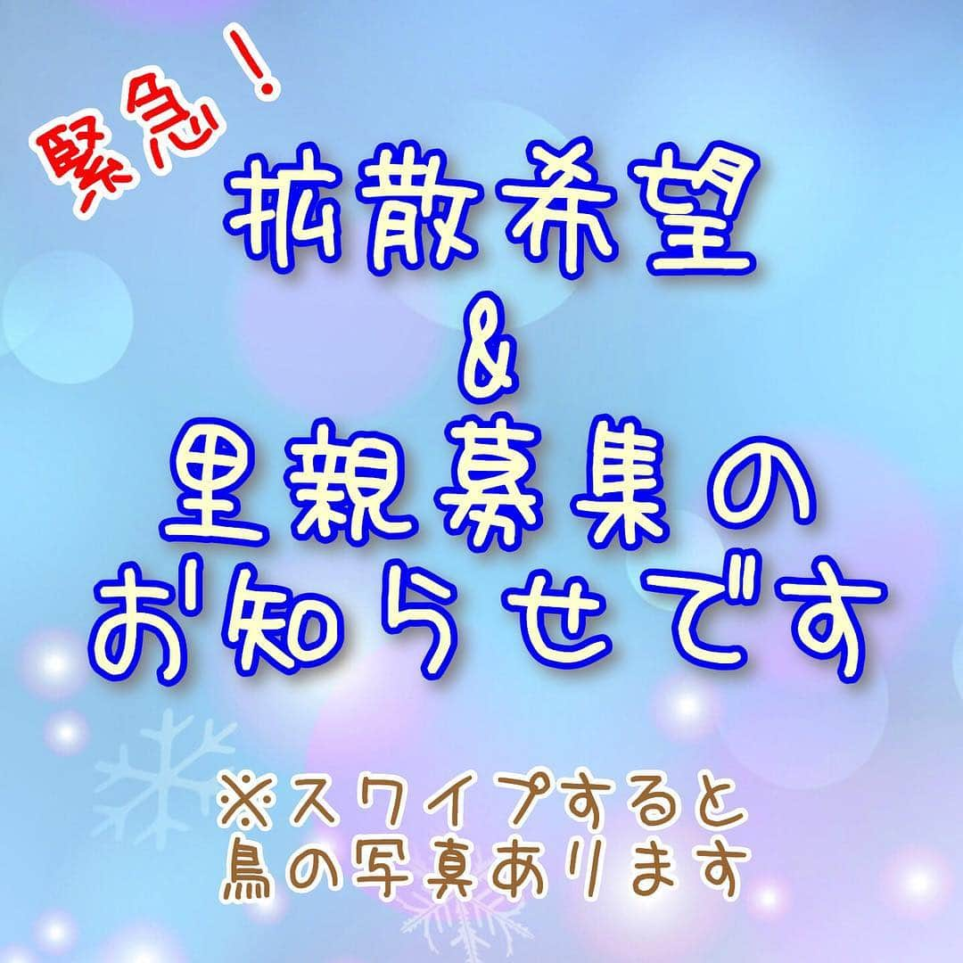 しあんのインスタグラム：「＊5/6追記＊ 全ての鳥さんに新しい家族が決まりそうとの事で、募集は終了しました！ 本当に良かった〜😊✨ ありがとうございました！ ❃︎ ＊5/4追記＊ 柴犬は新しい家族が決まったそうです！ 本当に良かった〜😊 十姉妹は引き続き新しい家族を募集中です！ ❃︎ 十姉妹と柴犬が飼育放棄されています！ ❃︎ お弁当の投稿じゃなくてすみません💦 本来であれば文鳥アカウントの方のみで投稿すべきなのですが、現在人のいないお家に取り残されている状況との事で、少しでも早く多くの方に見て頂きたくてフォロワーさんが多いお弁当アカウントでも拡散させて頂きました。 最後まで読んで頂けると嬉しいです。 私は拡散する事しか出来ませんが、どうか素敵な飼い主さんに出会えますように…！ ❃︎ #Repost @_hato.ya_ with @get_repost ・・・ ‼拡散希望‼ 【里親募集】 飼育放棄されてしまったジュウシマツのお迎えをしてくださる方を急募しています ＊ 場所は埼玉～東京あたりです ＊ 現在21羽の子が路頭に迷っています ＊ 2羽～お迎えしてくださる方でお願いします🙇‍♀️ ＊ 現在とても悲しい思いをしているので鳥愛に溢れた方で最後まで添い遂げてくれる方に限らせていただきます🙇‍♀️ ＊ 同時に6歳の柴犬♂も家族を募集しています ＊ 質問だけでもかまいません DMお待ちしてます @_hato.ya_ さんまでお願いします！ ＊ ※この子達は人間のいないお家に取り残されています ※急いでいます どうかよろしくお願いします🙇‍♀️ ＊ #拡散希望 #里親募集 #ジュウシマツ #十姉妹 #里親募集鳥 #柴犬 #里親募集犬 #よろしくお願いします🙇‍♀️」