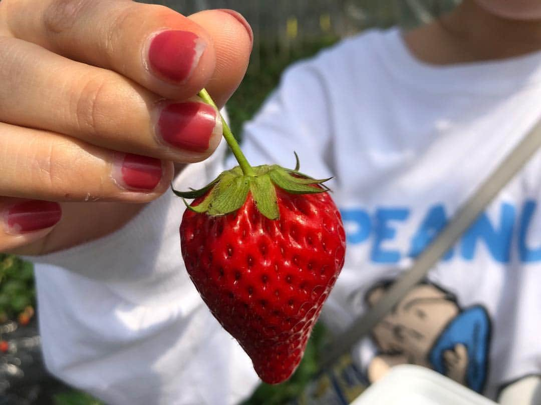 高橋愛さんのインスタグラム写真 - (高橋愛Instagram)「いちご狩り🍓 ㅤㅤㅤㅤㅤㅤㅤㅤㅤㅤㅤㅤㅤ #gw #いちご狩り #いちごといえばわたし #姉妹旅 #わたしのいもーと #静岡」5月2日 17時11分 - i_am_takahashi