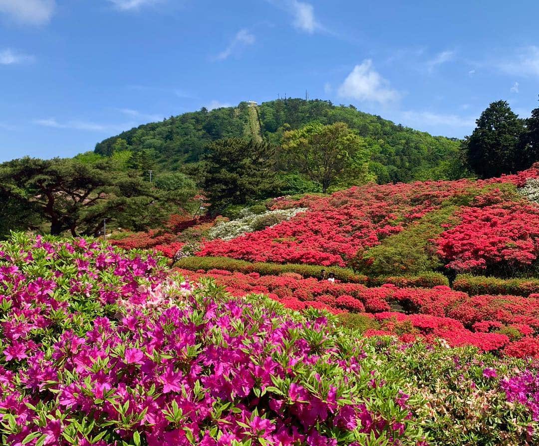 牛窪万里子さんのインスタグラム写真 - (牛窪万里子Instagram)「小室山のつつじ祭りへ行って来ました♬  お天気も快晴で、青空の下、鮮やかなつつじが咲き乱れ、華やかな気分になりました。  詳しくプロフィールのAmeba公式ブログへどうぞ  #伊東市  #伊豆 #小室山公園  #小室山つつじ祭り  #つつじ  #ゴールデンウィーク #shizuoka  #izu」5月2日 17時14分 - mariko_ushikubo