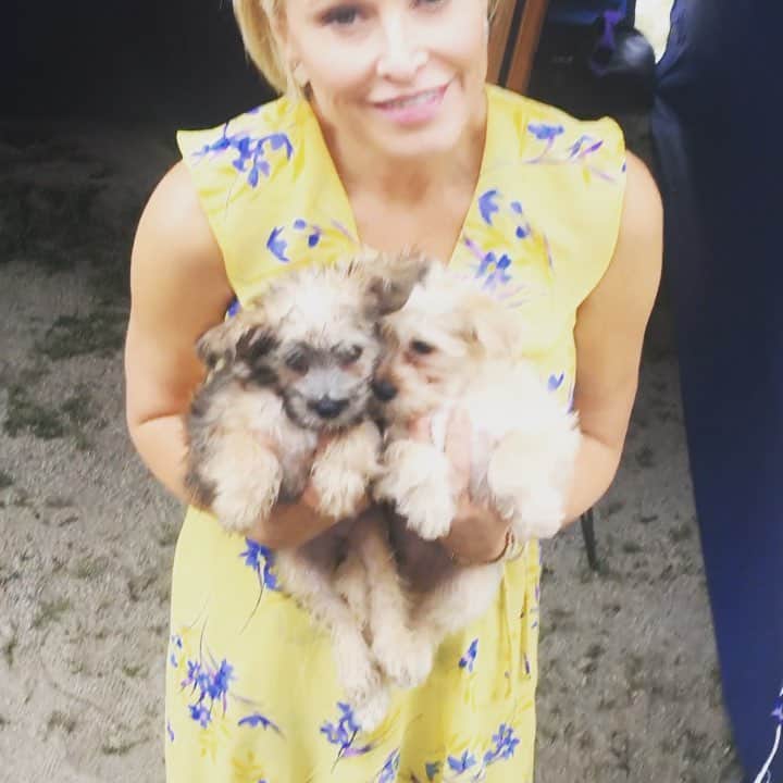ジョシー・ビセットのインスタグラム：「Have they been adopted yet? @larissawohl @homeandfamilytv @hallmarkchannel #puppies #onmymind」