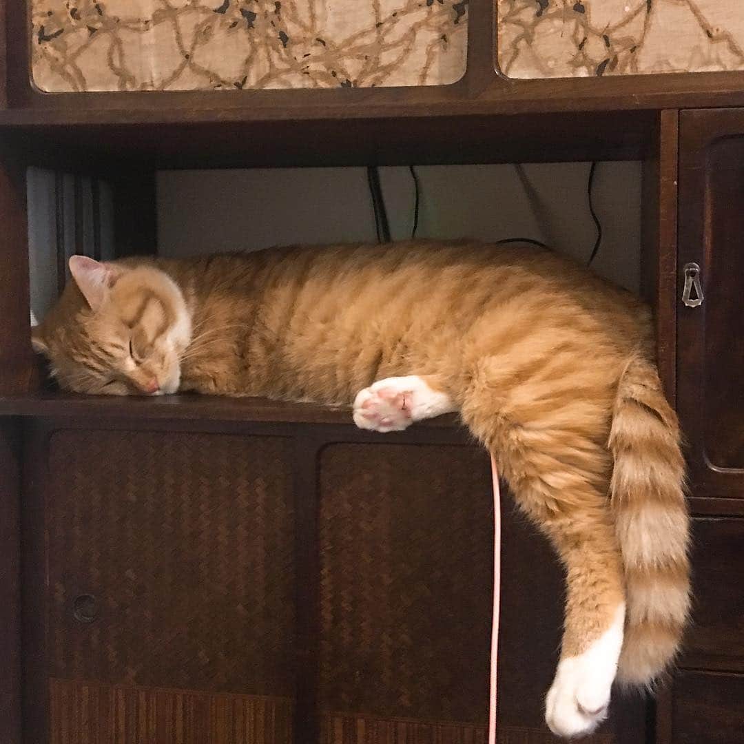 金巻ともこさんのインスタグラム写真 - (金巻ともこInstagram)「茶箪笥の中で寝るチャイ。 ほんと自由だな、君は。 伸びてるのはiPhoneの充電コードです、笑 #kurohakuchai #tabby #orangetabby #cat #猫 #茶トラ #古道具 #茶箪笥」5月2日 12時01分 - tomotomoco