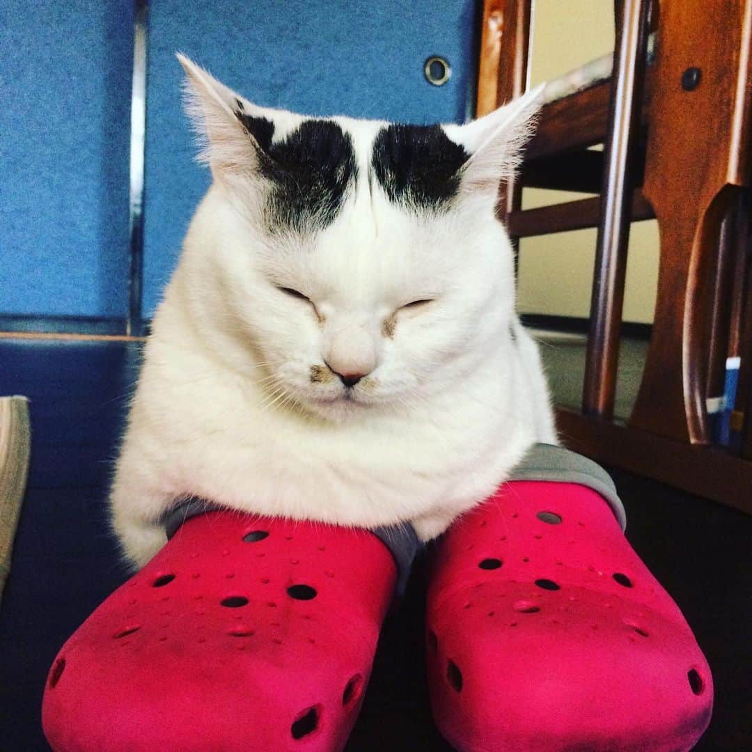 石井元気さんのインスタグラム写真 - (石井元気Instagram)「おマロさん。  靴を履いた猫。  #ねこ #可愛い #あきげん #石井元気」5月2日 12時19分 - genkiishii1226