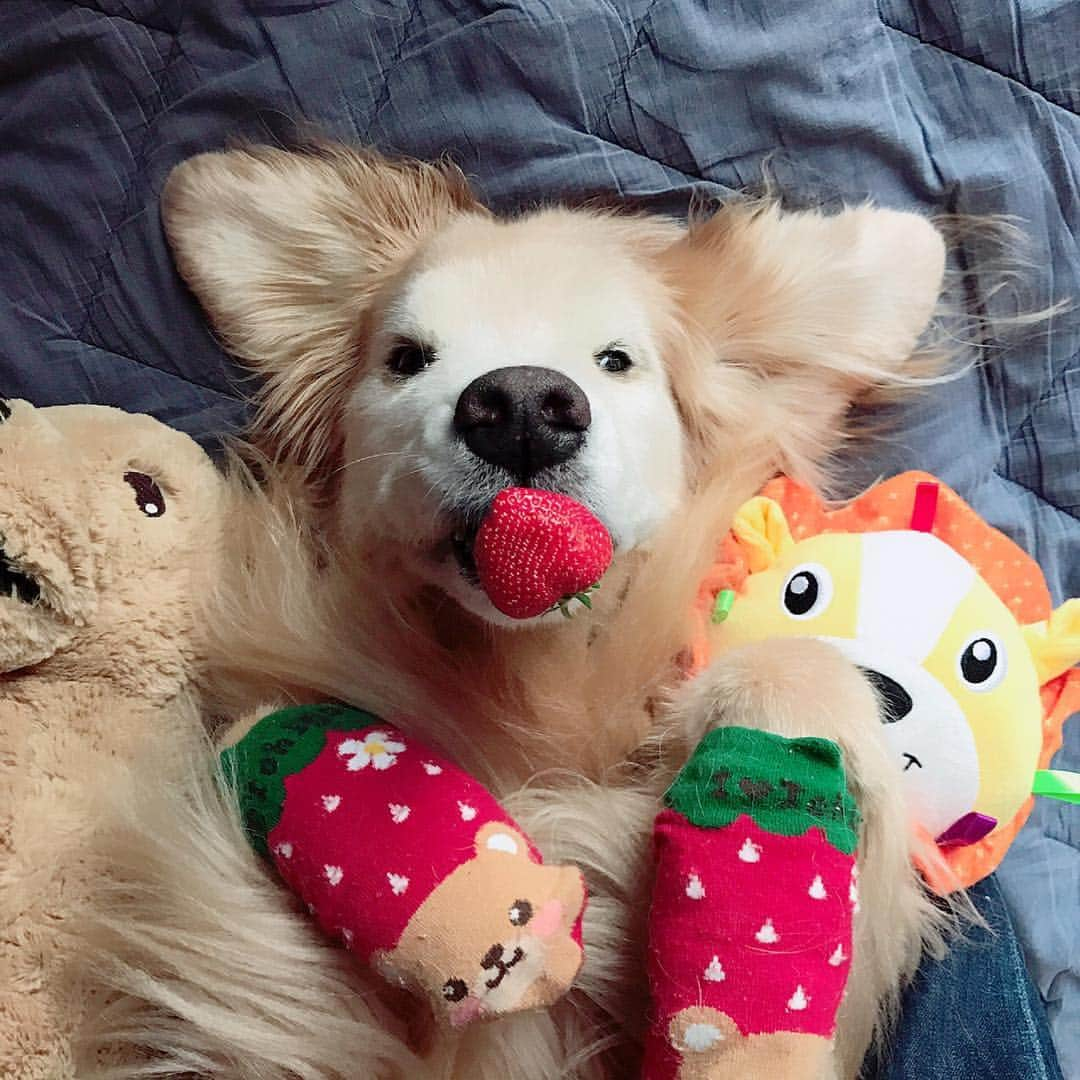 kei515yuさんのインスタグラム写真 - (kei515yuInstagram)「苺🍓 The strawberry.  #dogsofinstagram #ゴールデンレトリバー #ilovegolden_retrievers #retrieversgram #petscorner #insta_animal #dog_ofinstagram #insta_dogs #gloriousgoldens #retriever #goldenretriever #犬バカ部 #igdog #gryuuko #topdogphoto #repost_ezyjp #retrieveroftheday #dogscorner #weeklyfluff #thedailygolden #dog_features #excellent_dogs #pecoいぬ部」5月2日 12時19分 - kei515yu