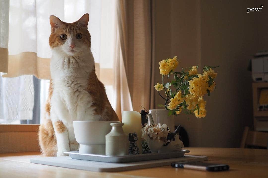 anemone_69のインスタグラム：「. . . #窓辺のハカセとキョウジュ #ハカセとキョウジュ #茶トラ白 #茶白 #cat #猫 #保護猫 . . .」