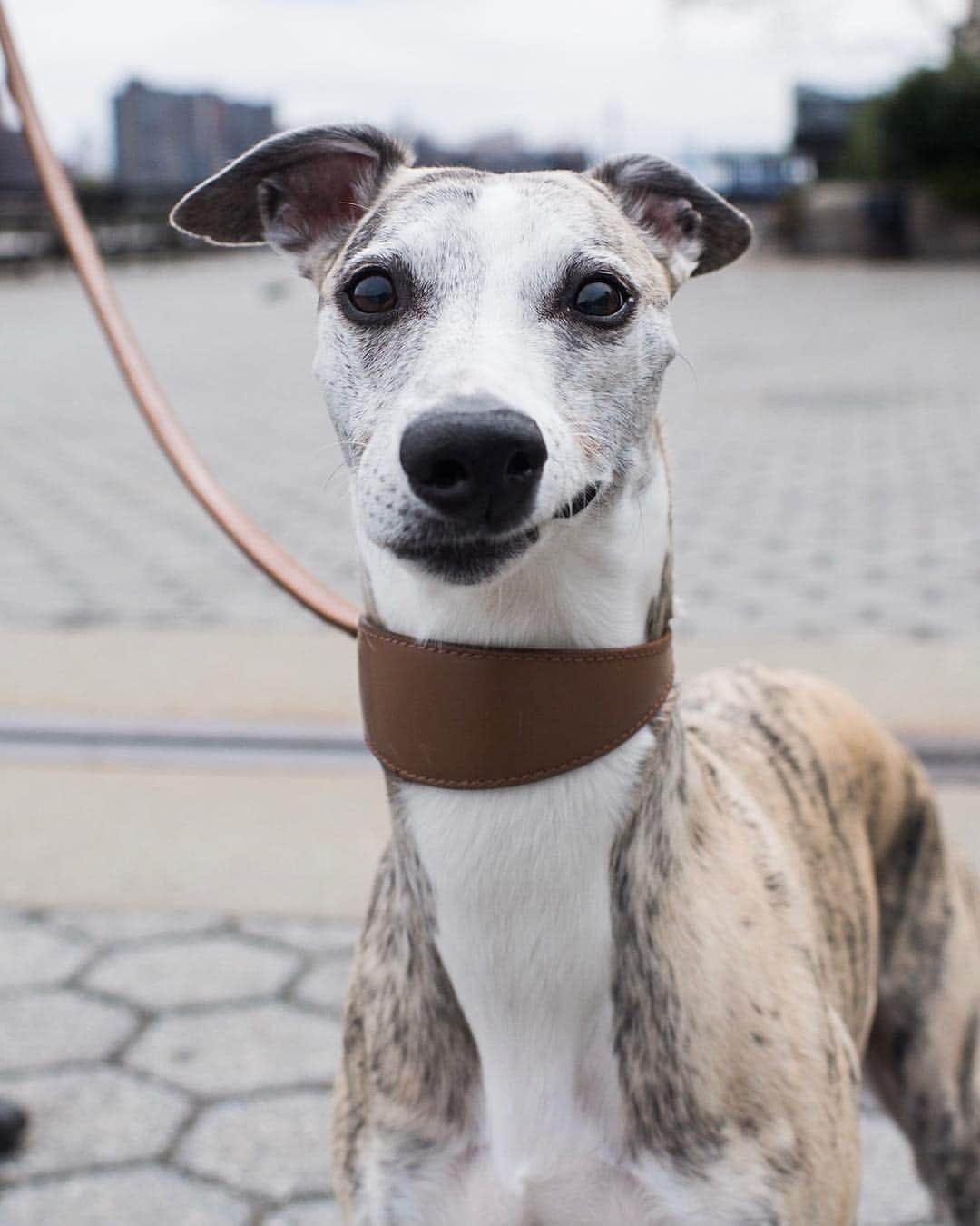 The Dogistさんのインスタグラム写真 - (The DogistInstagram)「Teddy, Whippet (6 y/o), Carl Schurz Park, New York, NY • “He sleeps fully under the covers, head and everything. He gets cold.”」5月2日 12時25分 - thedogist