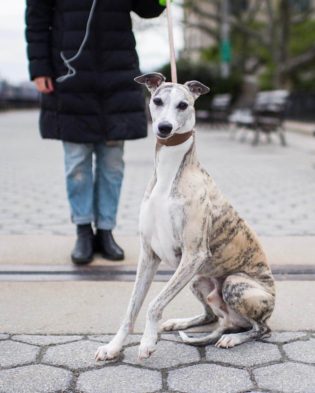 The Dogistさんのインスタグラム写真 - (The DogistInstagram)「Teddy, Whippet (6 y/o), Carl Schurz Park, New York, NY • “He sleeps fully under the covers, head and everything. He gets cold.”」5月2日 12時25分 - thedogist