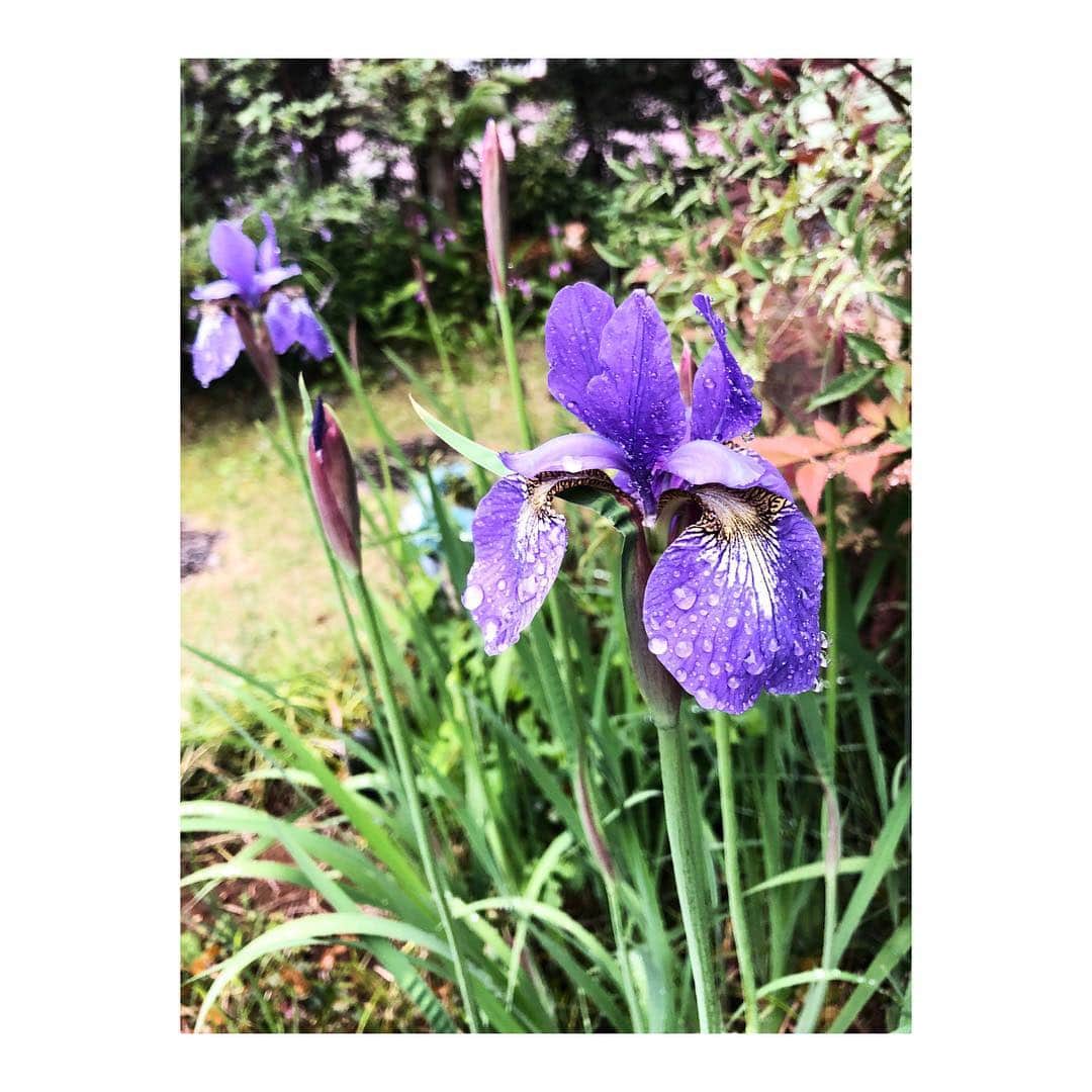 のインスタグラム：「菖蒲 ﻿書 - - -﻿ #菖蒲 #あやめ #花 #希望 #書」