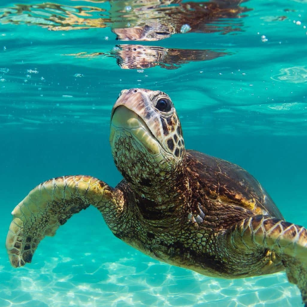 クラーク・リトルさんのインスタグラム写真 - (クラーク・リトルInstagram)「🐢💙 #hawaii #honu #clarklittle 🆑」5月2日 12時46分 - clarklittle