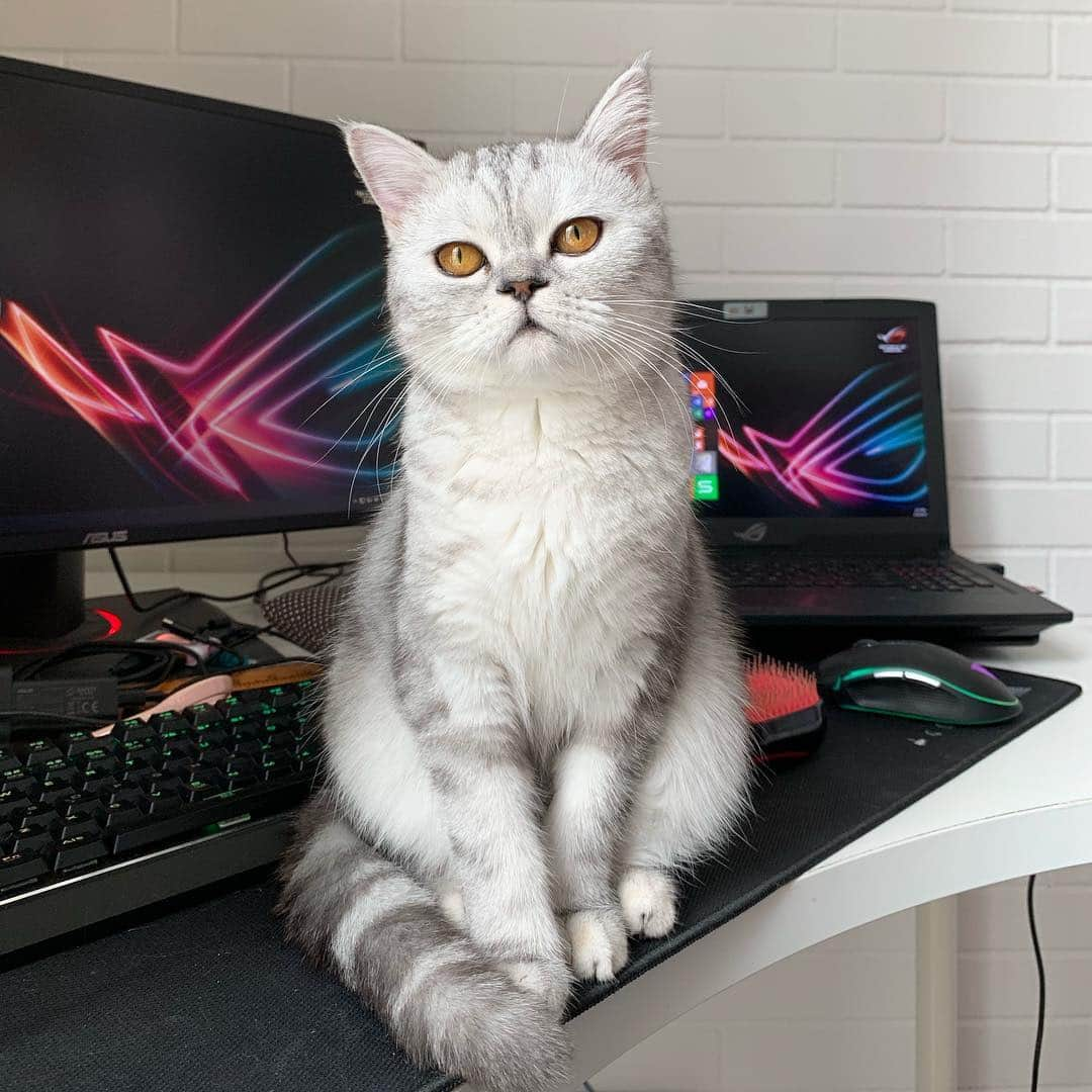 YingTzeさんのインスタグラム写真 - (YingTzeInstagram)「Hermes says “ No live gaming streams till Sunday ! “ ❤️ Streams will be back on next Monday Night at 9pm (GMT+8). _ I’ll be away on Friday - Sunday for Doujima in Singapore this weekend. My first time travelling overseas this year lol . 😂  It’s also my second time leaving my cat family since they are born. The first time the kittens are still young so maybe they don’t know. Gonna be hard to not be at home for 3 days . 😭💦 I hope that they won’t miss me too much because they follow me around all day when I’m at home... _ @babyg2610  #blessed #catsmalaysia #persiankitten #babyg2610」5月2日 14時16分 - yingtze