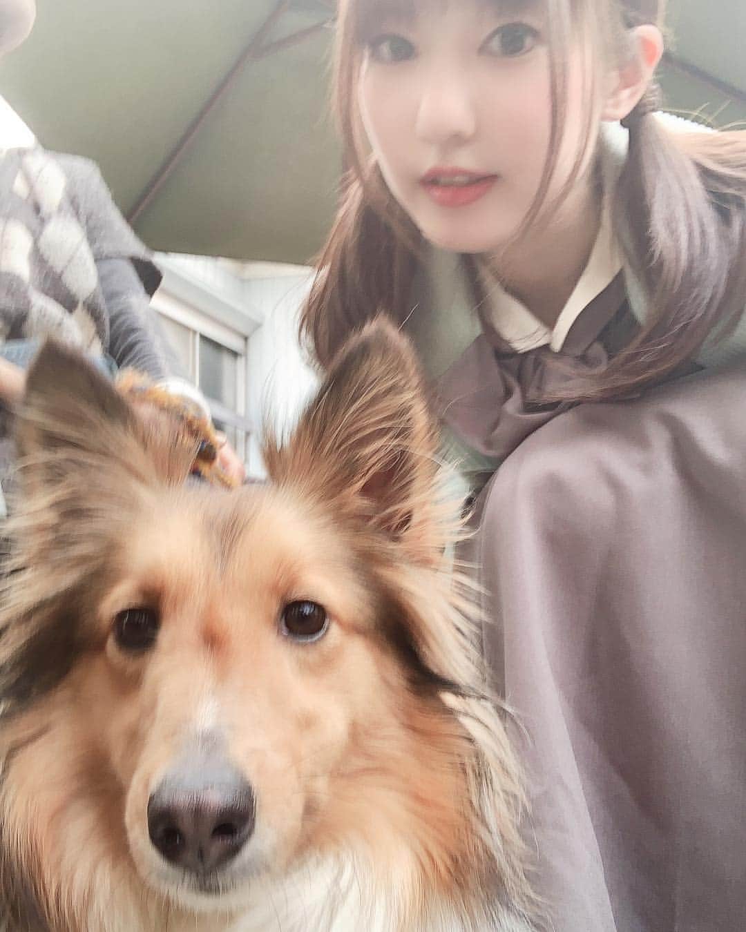 渚さんのインスタグラム写真 - (渚Instagram)「カメラ嫌いなメルさんの顔😌 #dog #dogstagram #selfie #シェルティー」5月2日 14時25分 - nagi731