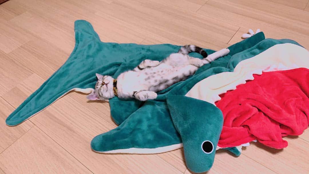 彼方茜香さんのインスタグラム写真 - (彼方茜香Instagram)「怖いものなし💛 我が家にはお魚アイテムがいっぱいあるけど、じんじゃあはなんでもこいのタイプ（笑） 一生一緒^._.^💛(。・_・。)ﾉ @meow.ginger  で日々アップしてます♪ #眠い時の無力っぷり #ハンマーヘッドシャークの上で #猫との暮らし #猫 #cat #ネコスタグラム #アメリカンショートヘアー #アメショ #ネコ様 #猫好きな人と繋がりたい #猫写真 #saryncat #じんじゃあ😻」5月2日 15時09分 - serikaochikata
