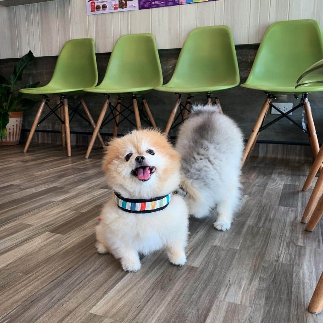 Ella Chuffyさんのインスタグラム写真 - (Ella ChuffyInstagram)「I know I smell #amazing 🧟‍♀️🧨💩 . . . . . . . . . #ellachuffy #pet #petstagram #pomeranianpage #pomeraniansofinstagram #teacuppoms #cutedogs #pomeranian_lovers #pomeranianlife #pomeranianworld #teddybeardog #pomeranian #puppylove #aplacetolovedogs #dogoftheday #justpomeranians #fluffypack #dogoftheday #anmlsposts #thedailypompom #picoftheday #iflmdog #犬 #狗 #everydaydoglover  #pomeranianww #justpomeranians #bridgetdoodlesdogs #coffeeoftgeday」5月2日 15時22分 - missdiad